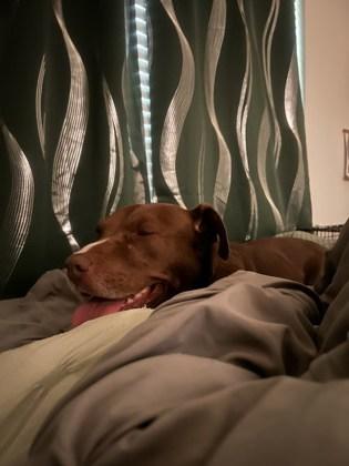 Enlarge Dynasty-IN FOSTER, a Adoptable Mixed Breed in Chamblee, GA image 4/5