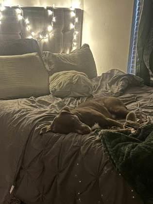 Enlarge Dynasty-IN FOSTER, a Adoptable Mixed Breed in Chamblee, GA image 5/5