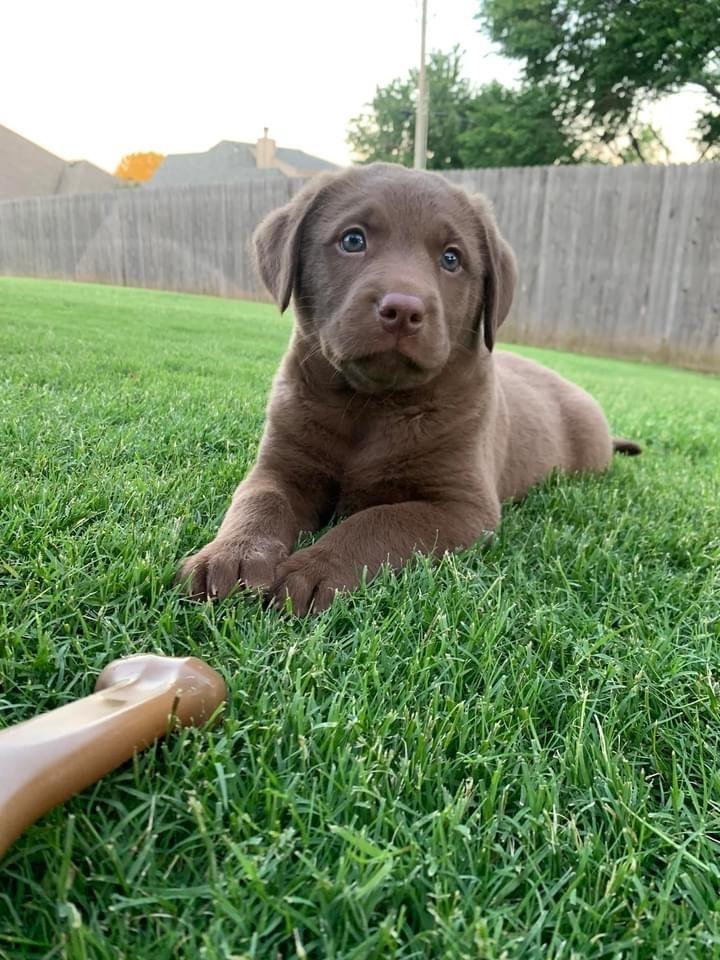 Enlarge Maya, a Adopted mixed breed in Shawnee, OK image 1/1
