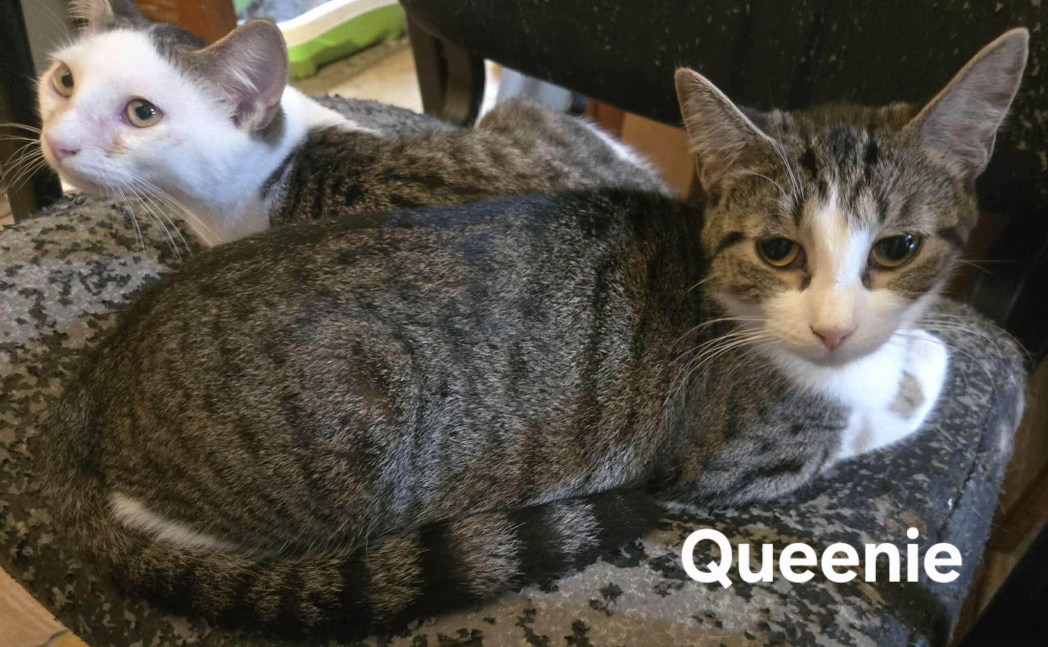 Queenie, ADOPTABLE, Young Female Domestic Short Hair.