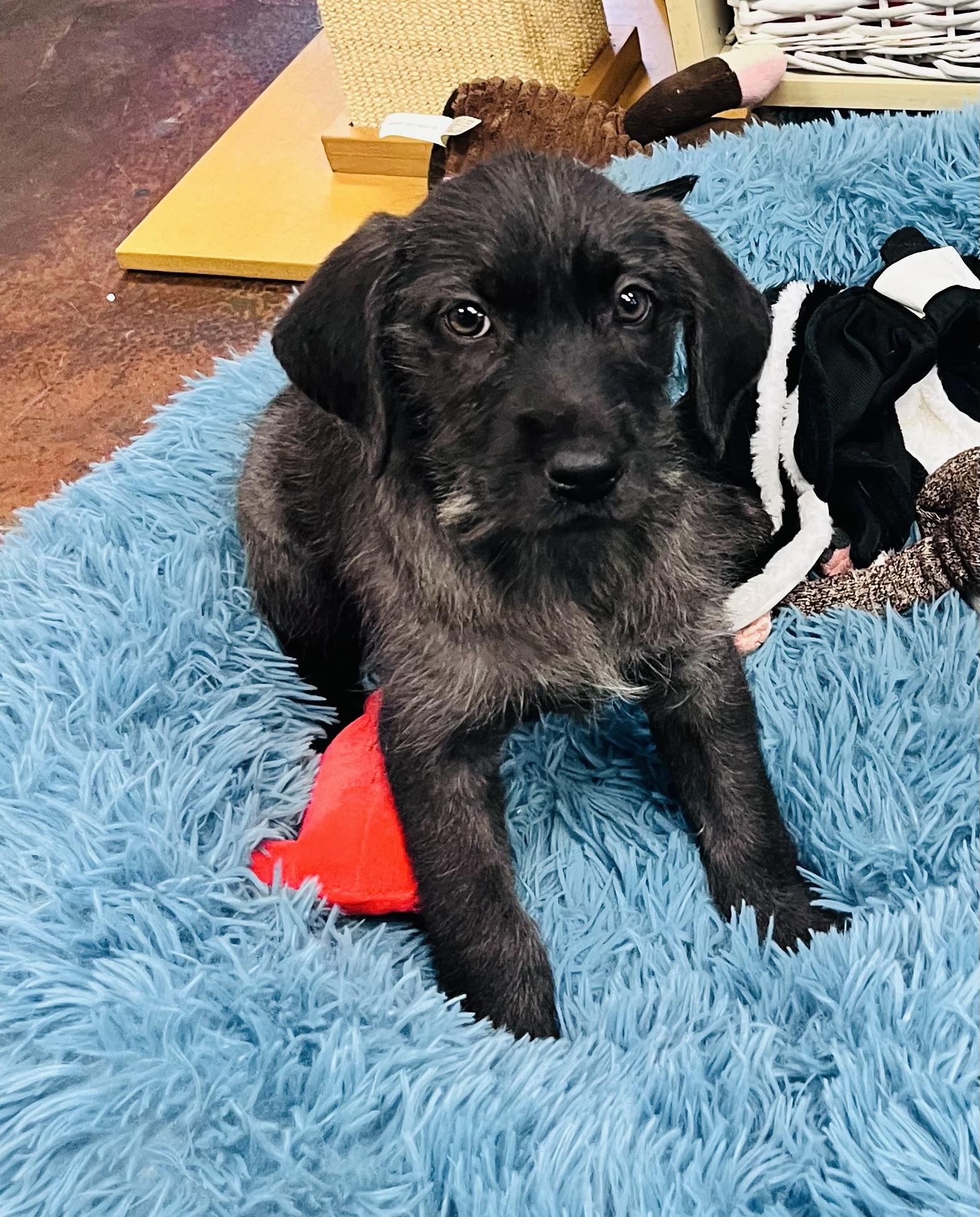 Puppies, a ADOPTABLE mixed breed in Council Bluffs, IA image 4/6