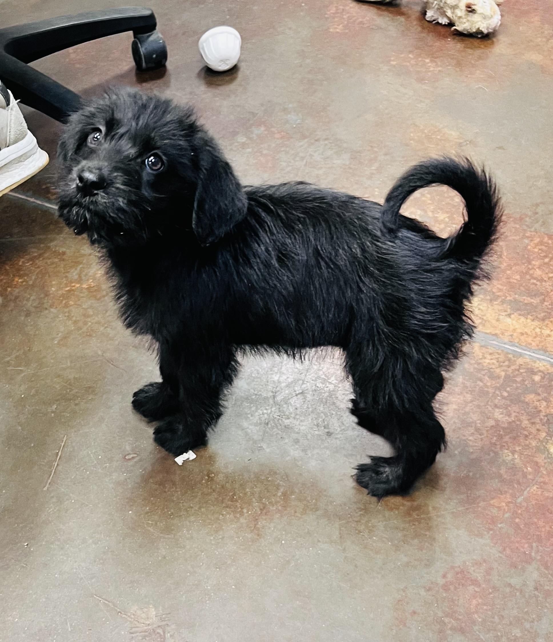 Puppies, a ADOPTABLE mixed breed in Council Bluffs, IA image 6/6
