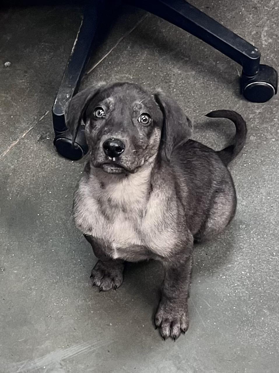 Puppies, a ADOPTABLE mixed breed in Council Bluffs, IA image 5/6
