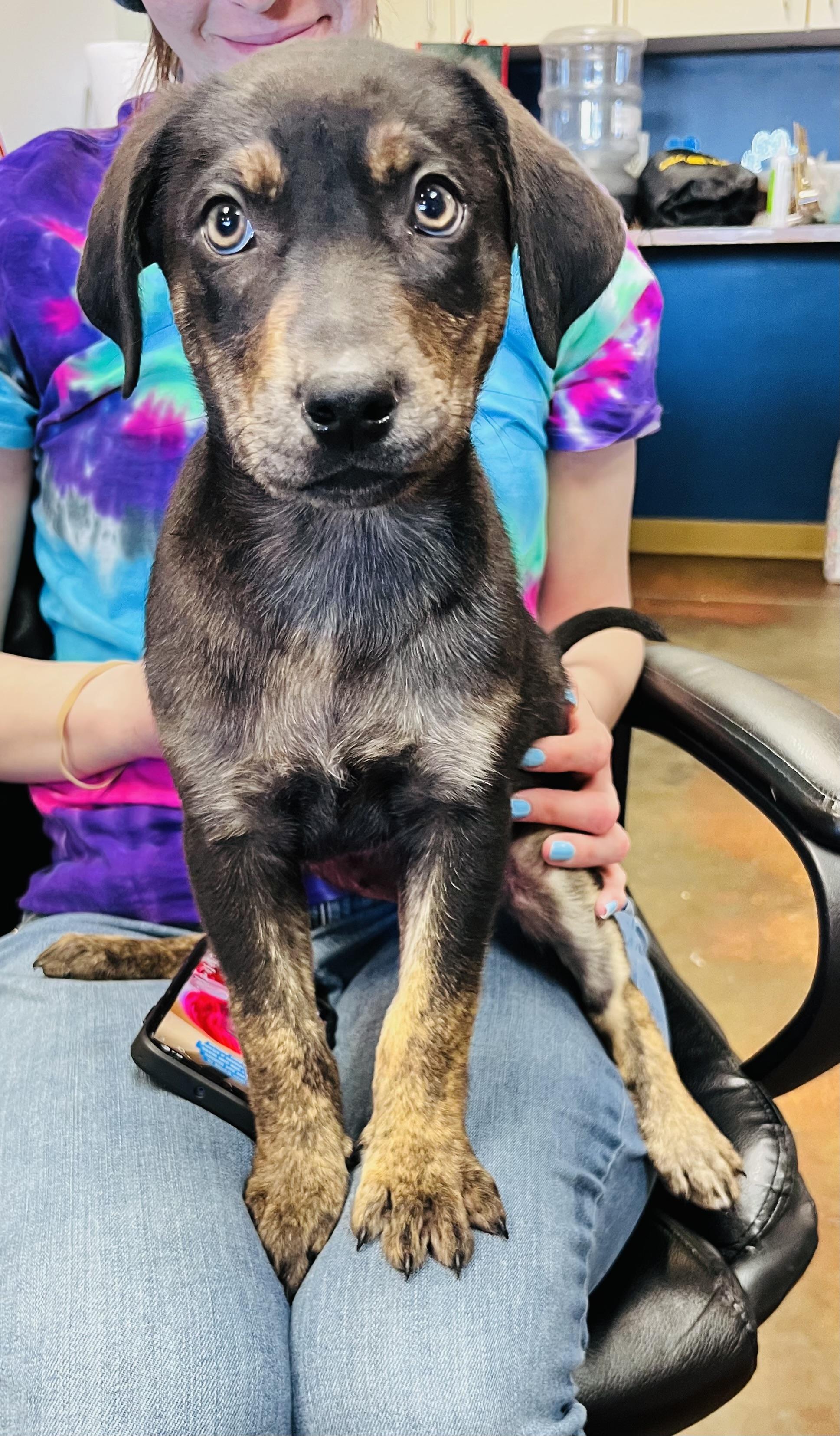 Puppies, a ADOPTABLE mixed breed in Council Bluffs, IA image 2/6
