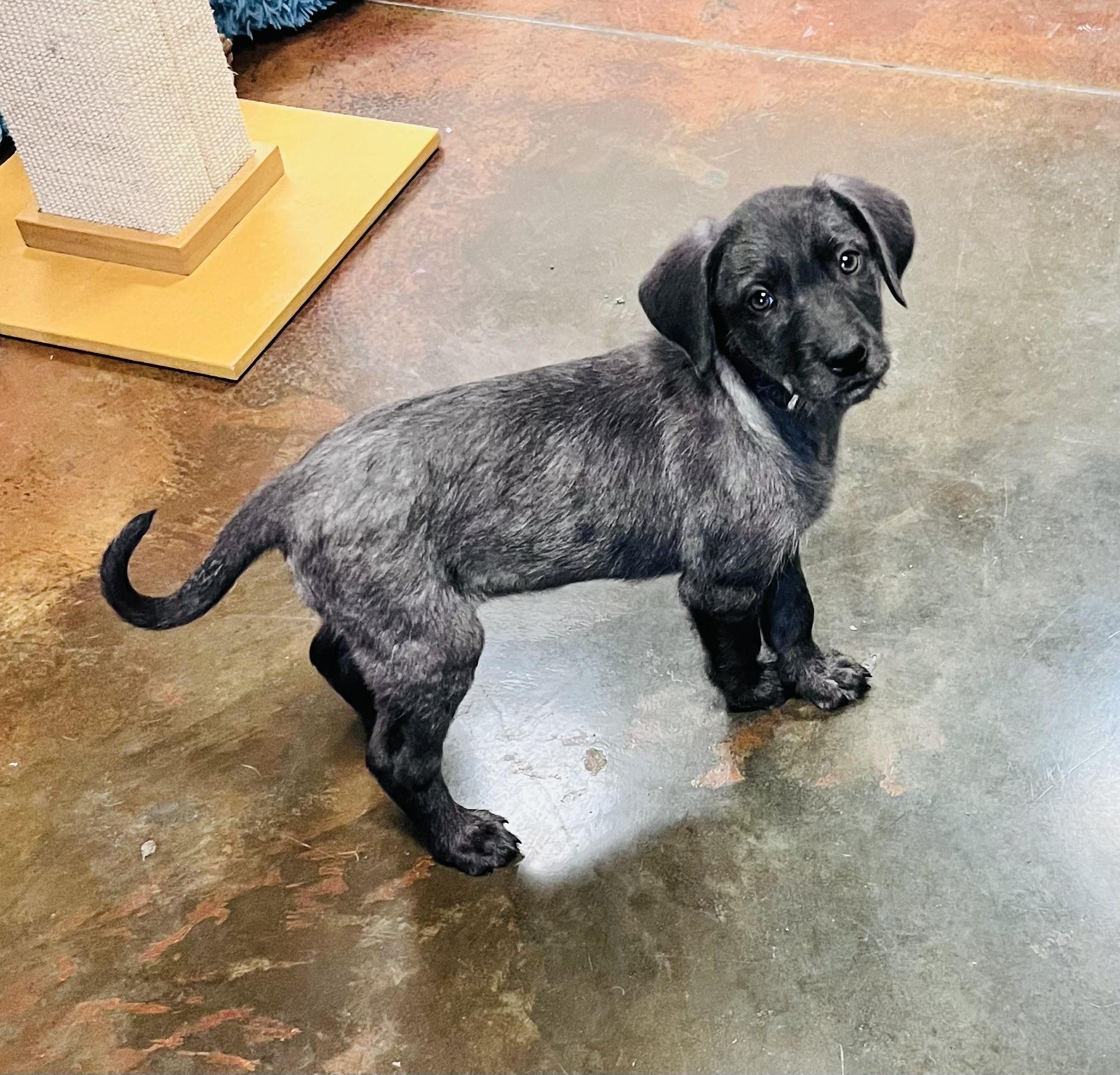 Puppies, a ADOPTABLE mixed breed in Council Bluffs, IA image 3/6