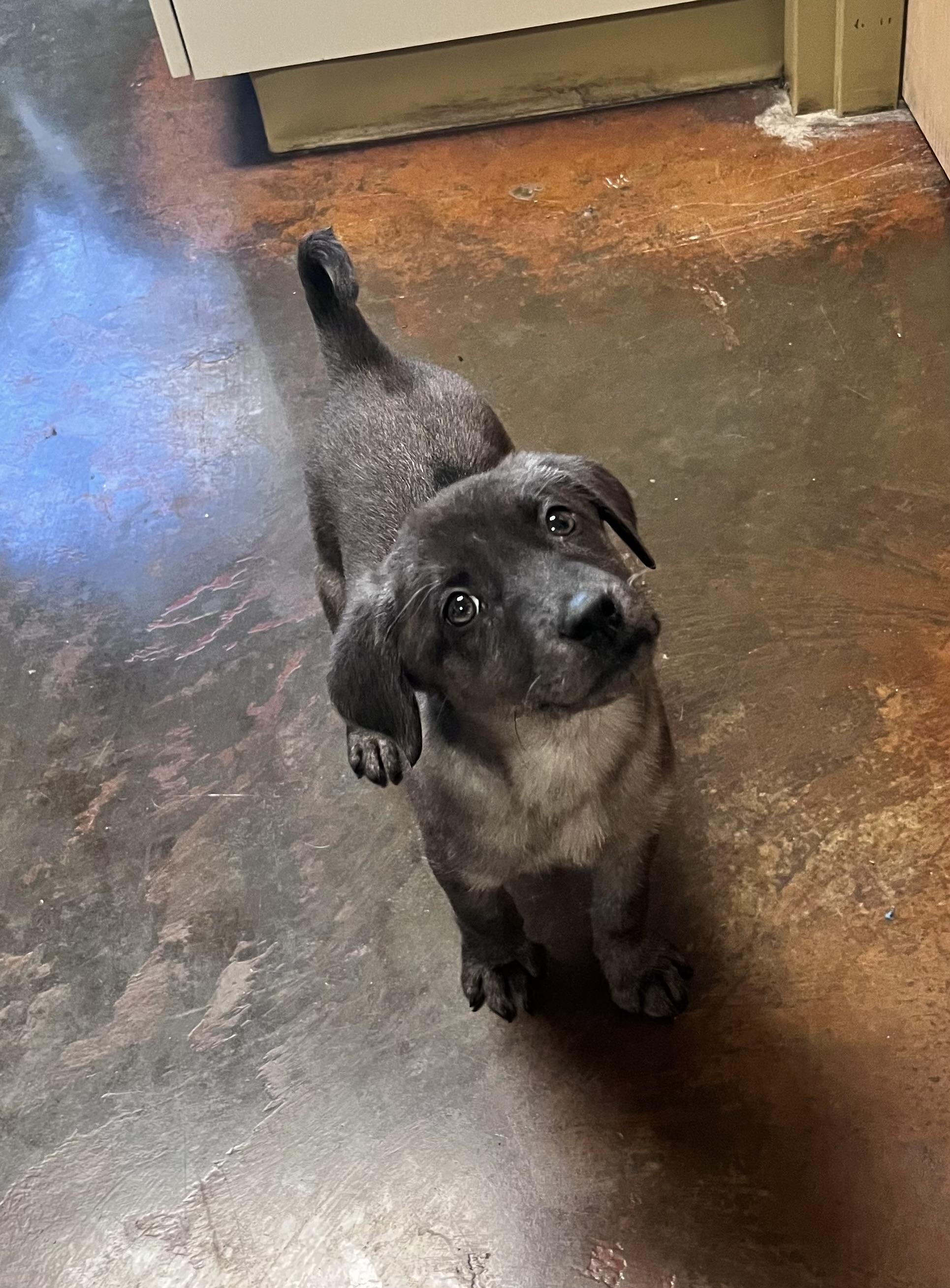 Puppies, a ADOPTABLE mixed breed in Council Bluffs, IA image 1/6