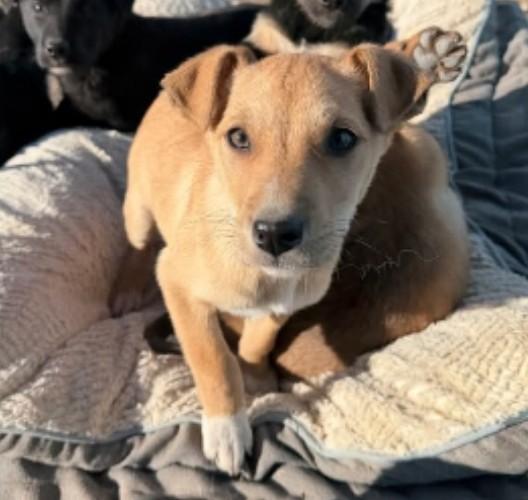 Sun, adopted, Puppy Male Mixed Breed.