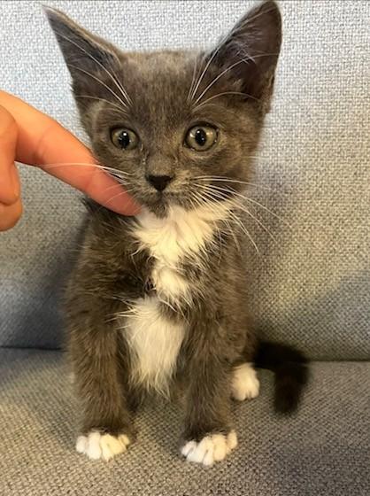 Buttercup, ADOPTABLE, Kitten Female Domestic Short Hair.