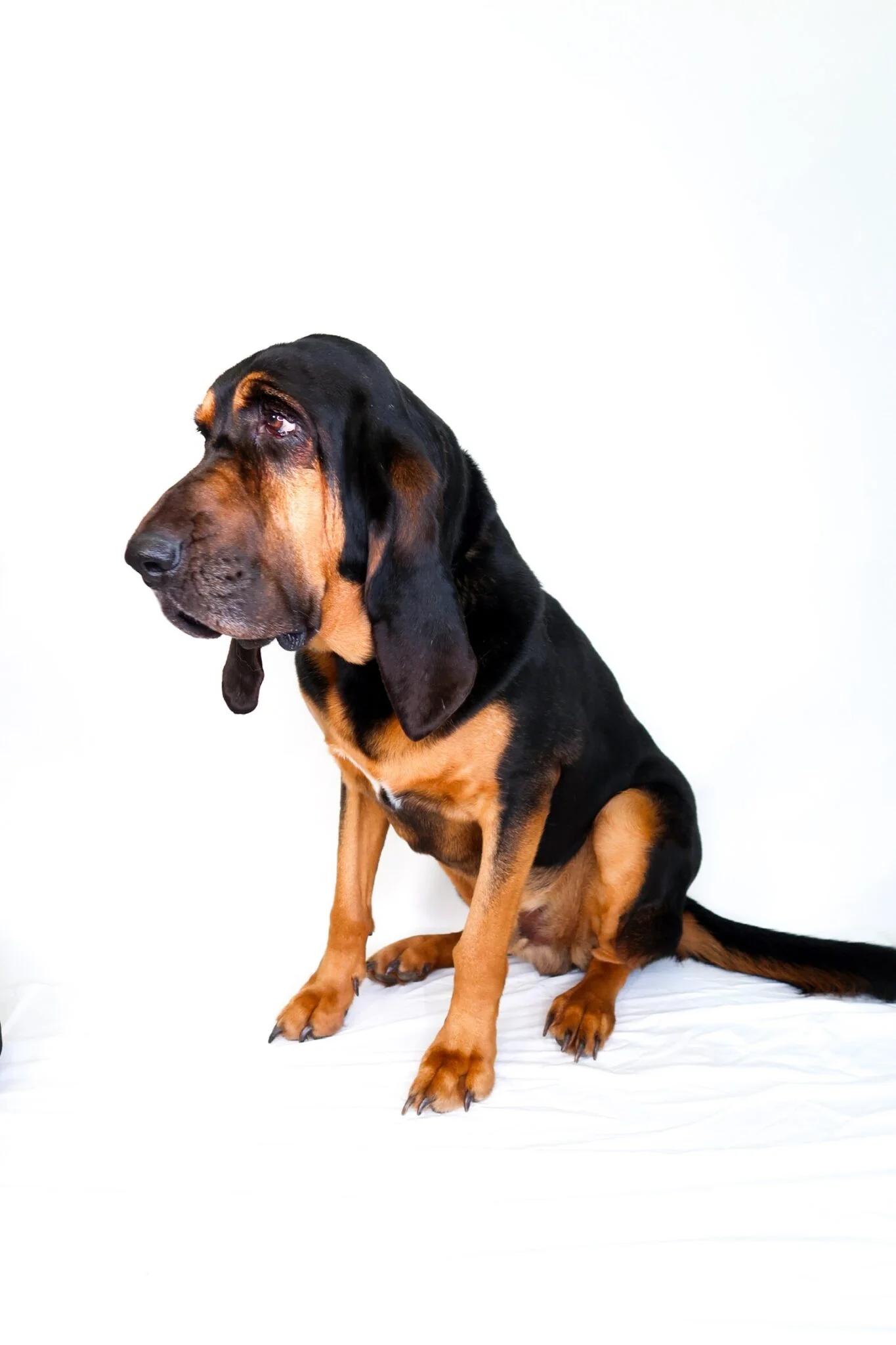 Enlarge Cletus, an adoptable Bloodhound in Bixby, OK image 3/6