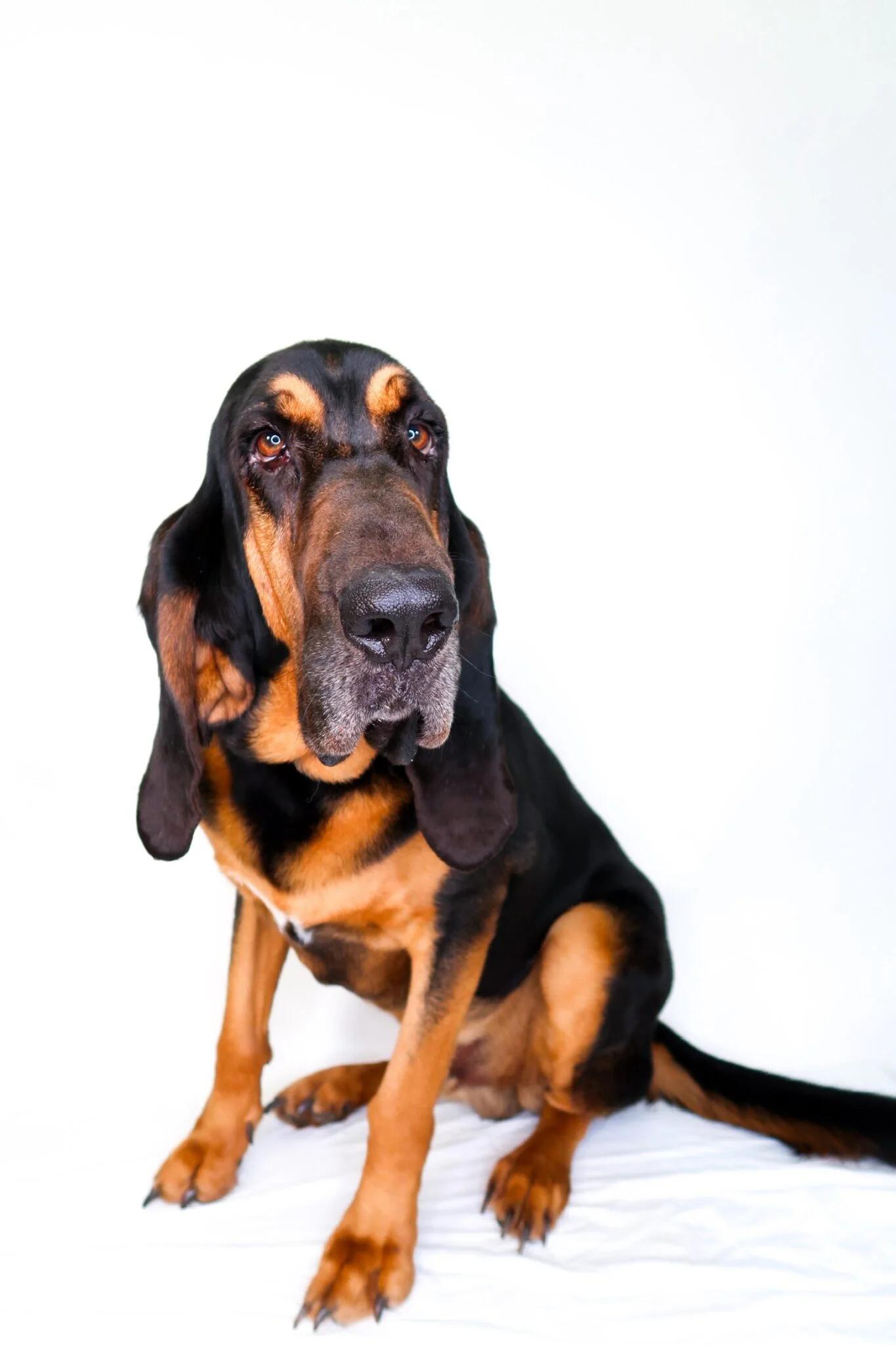 Enlarge Cletus, an adoptable Bloodhound in Bixby, OK image 2/6