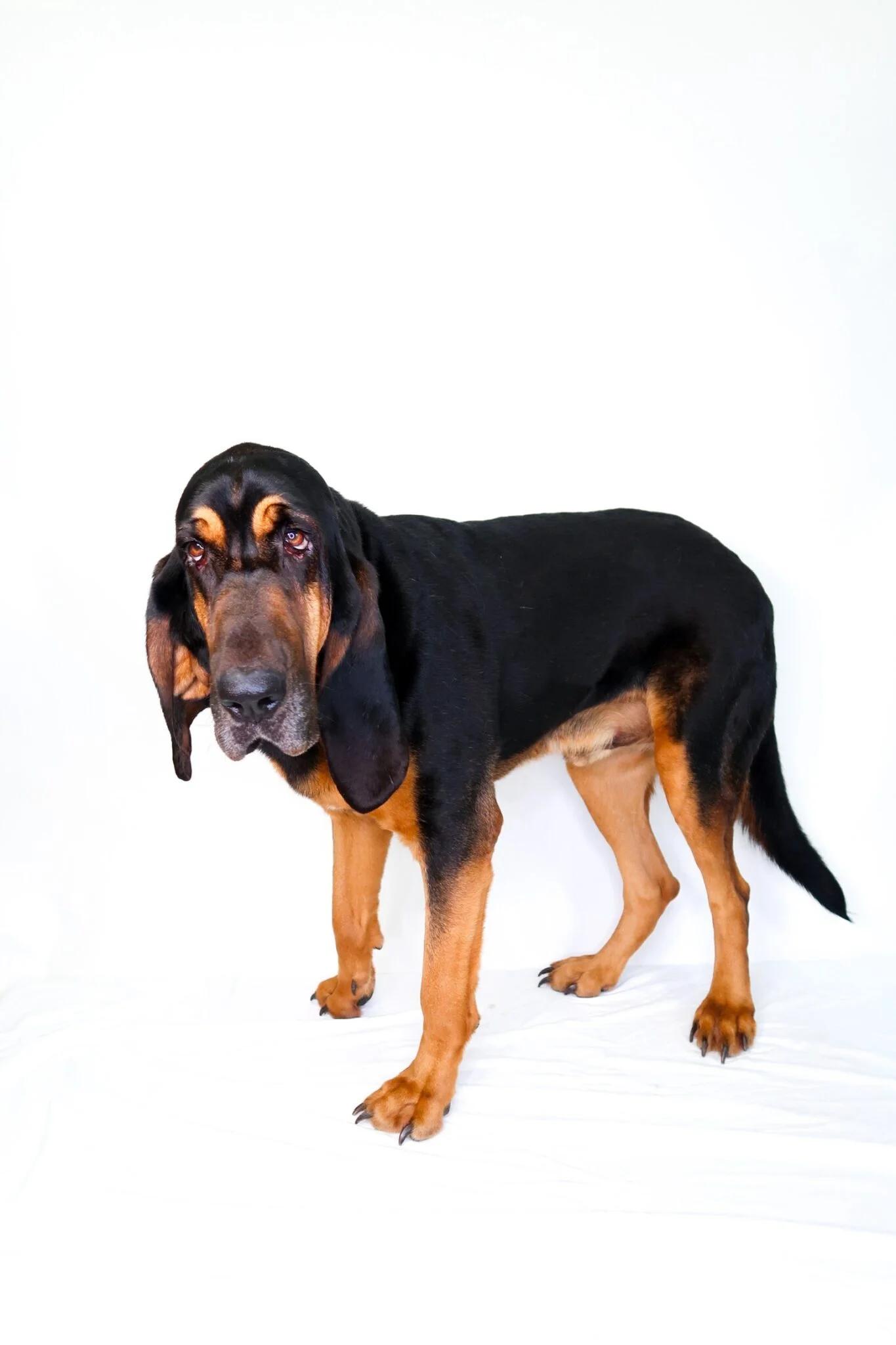 Enlarge Cletus, an adoptable Bloodhound in Bixby, OK image 4/6
