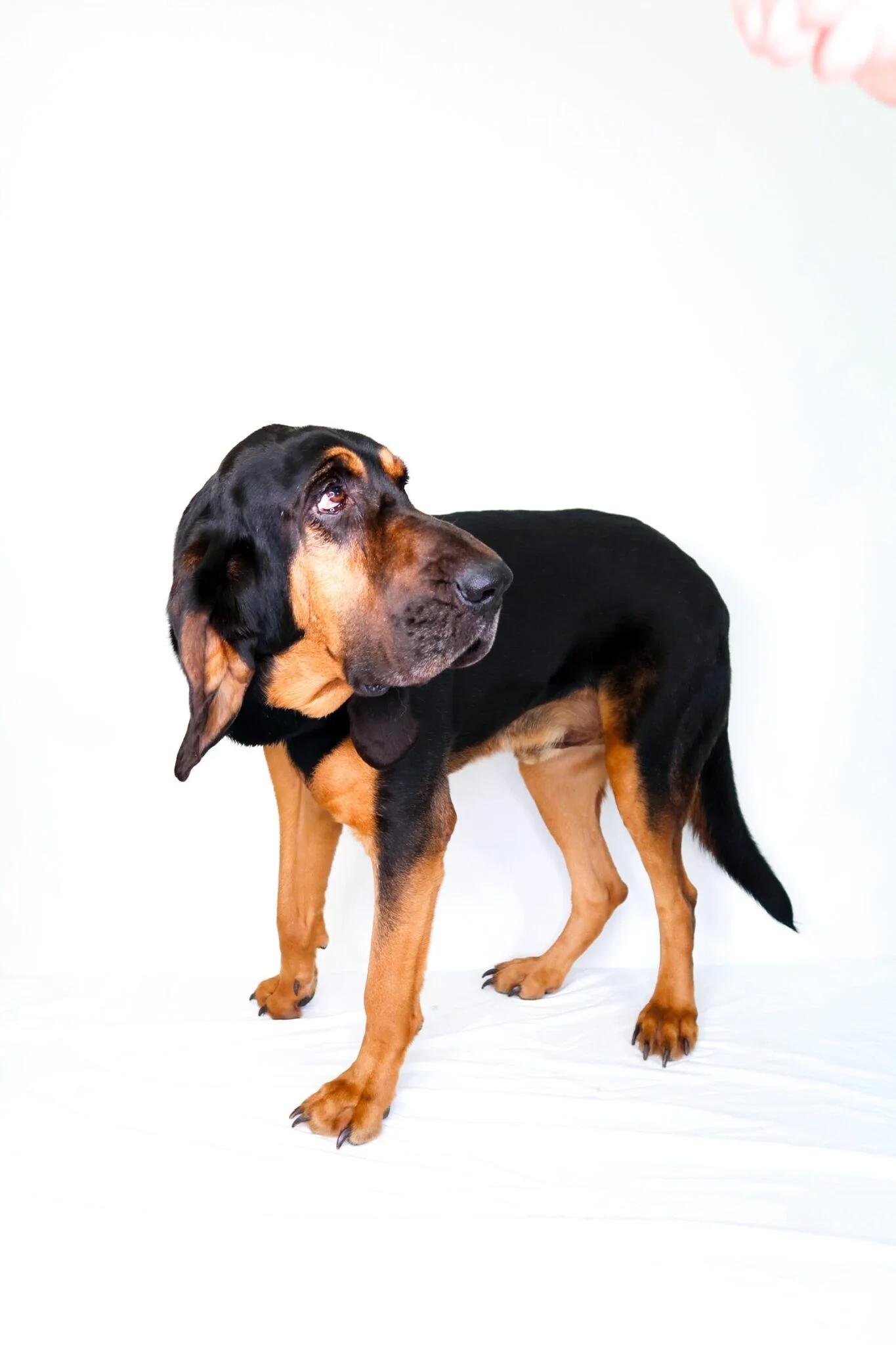 Enlarge Cletus, an adoptable Bloodhound in Bixby, OK image 6/6