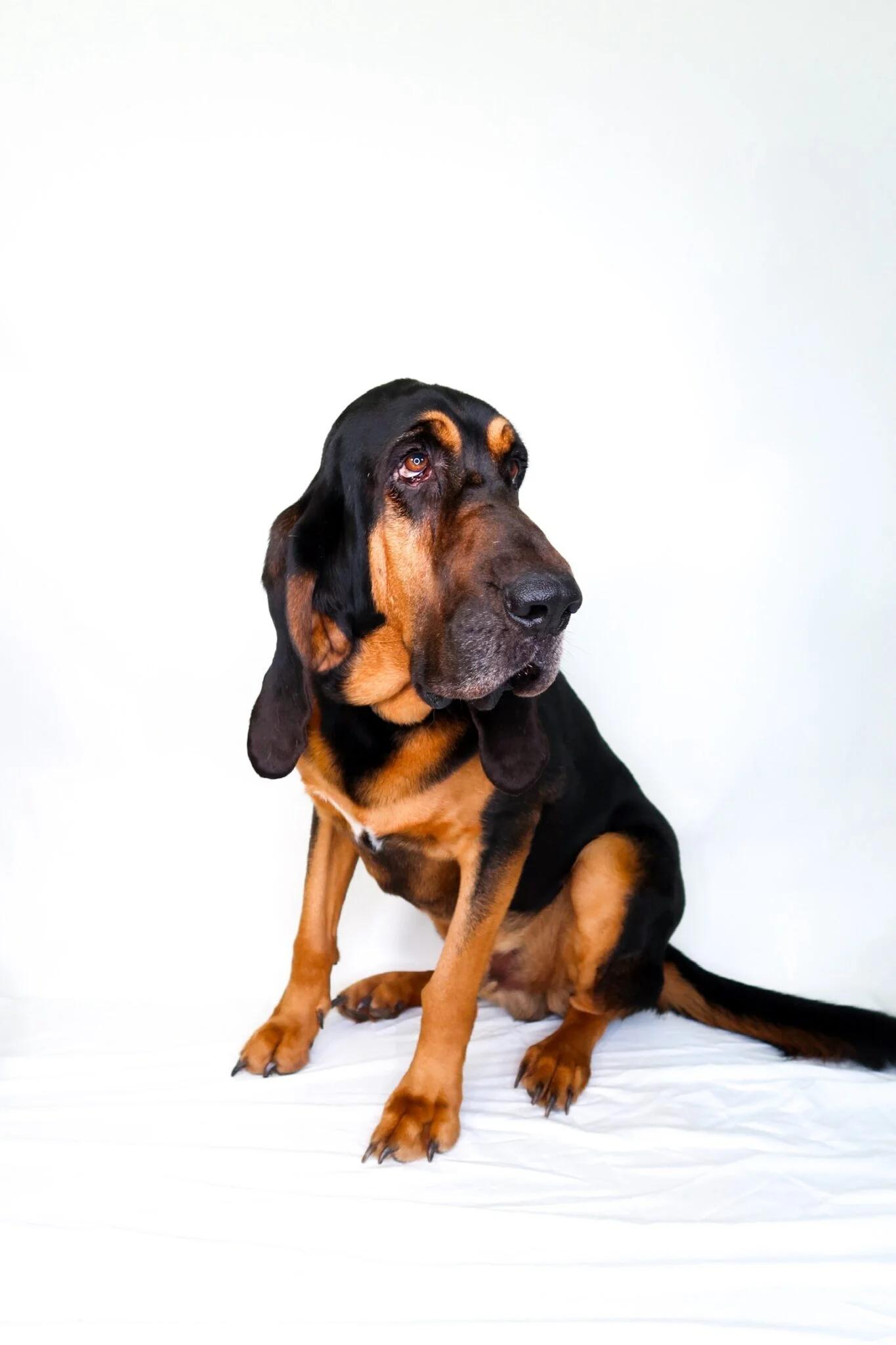 Enlarge Cletus, an adoptable Bloodhound in Bixby, OK image 1/6