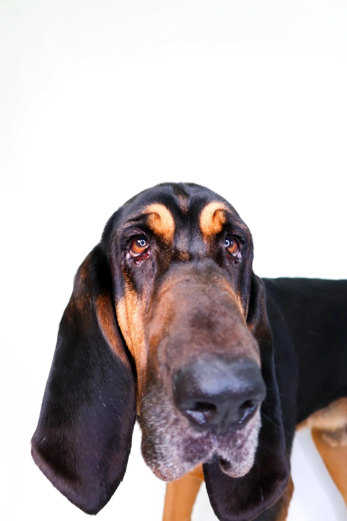 Enlarge Cletus, an adoptable Bloodhound in Bixby, OK image 5/6