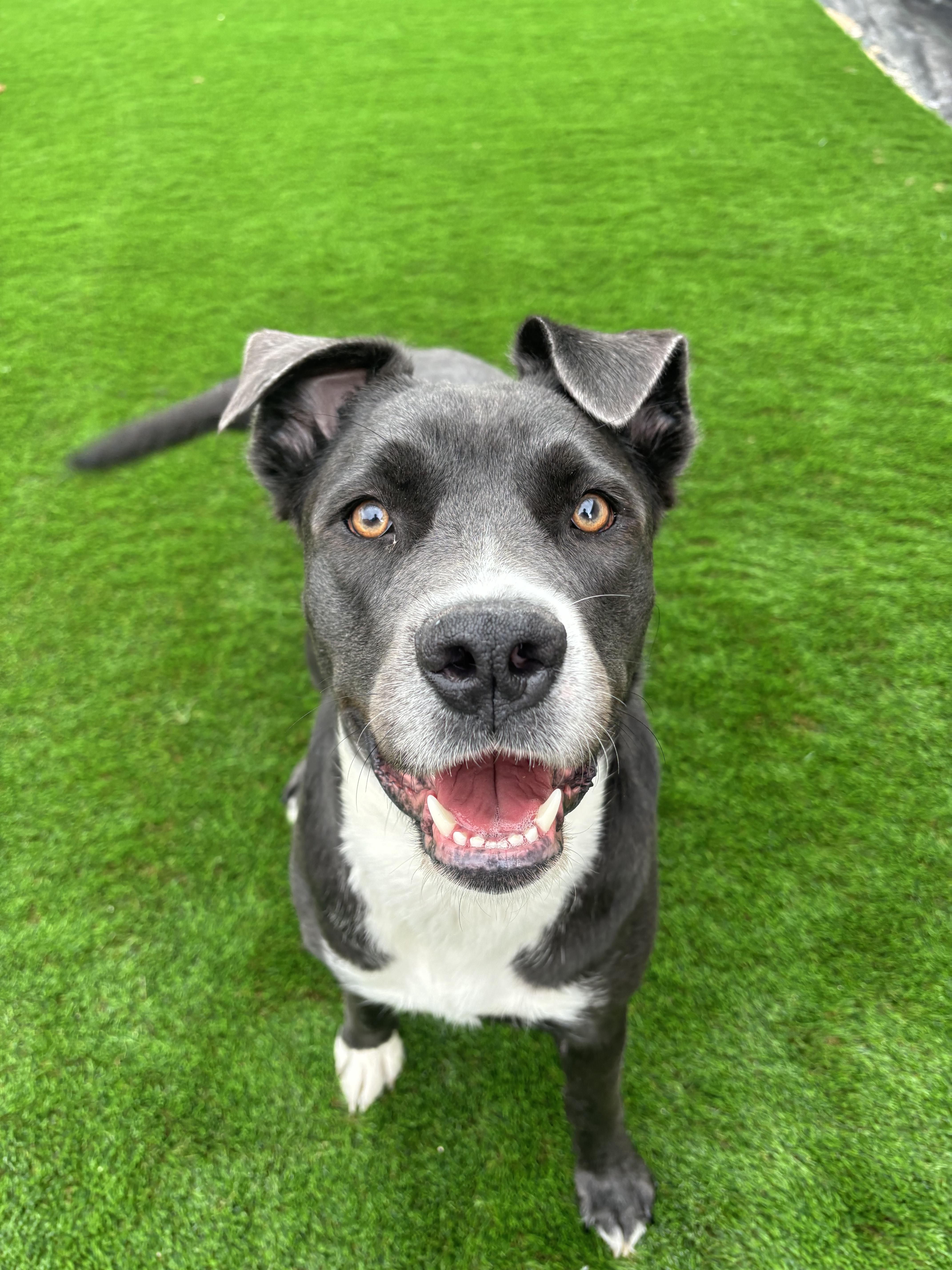 Enlarge Rosie, a ADOPTABLE mixed breed in Winnipeg, MB image 5/5