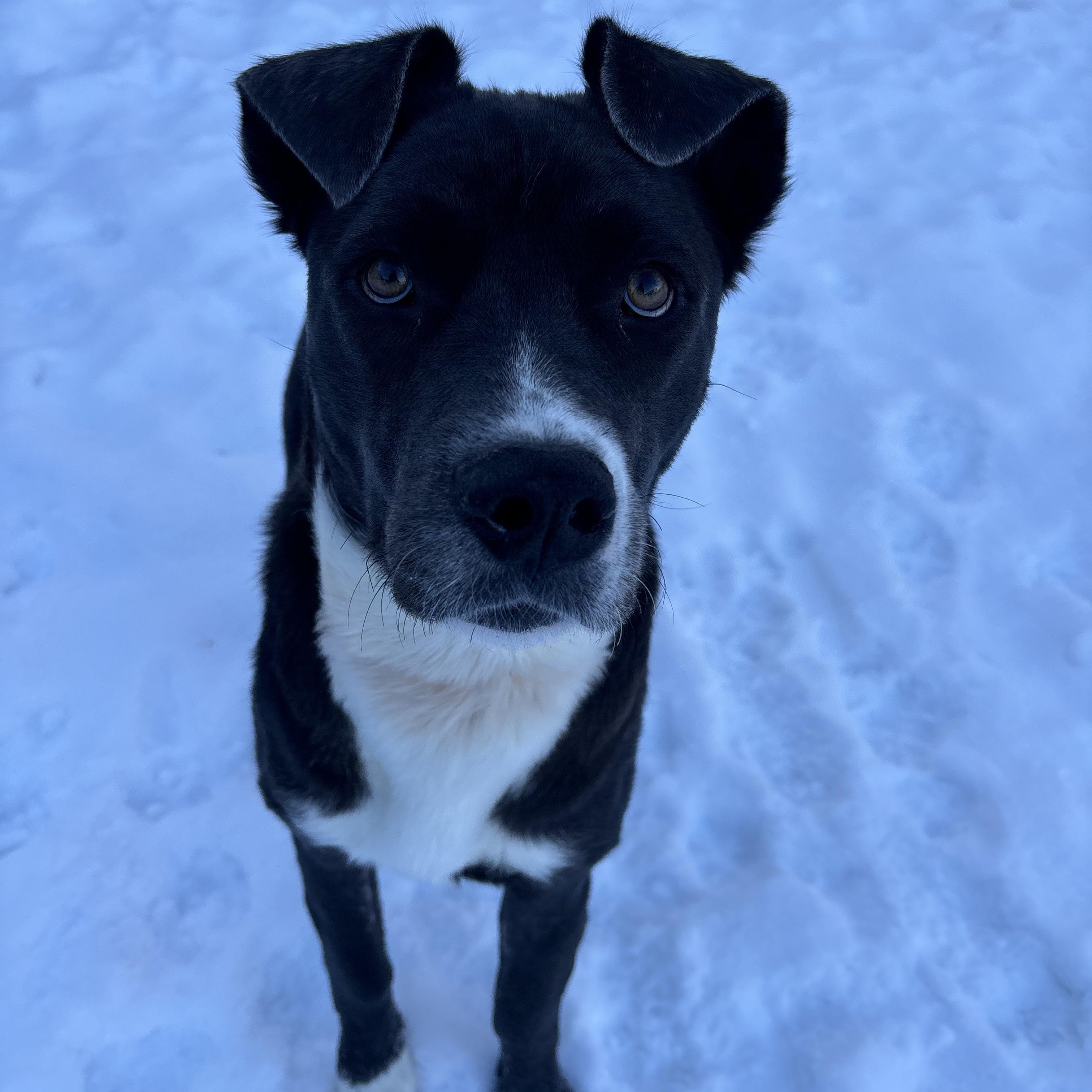 Enlarge Rosie, a ADOPTABLE mixed breed in Winnipeg, MB image 1/5