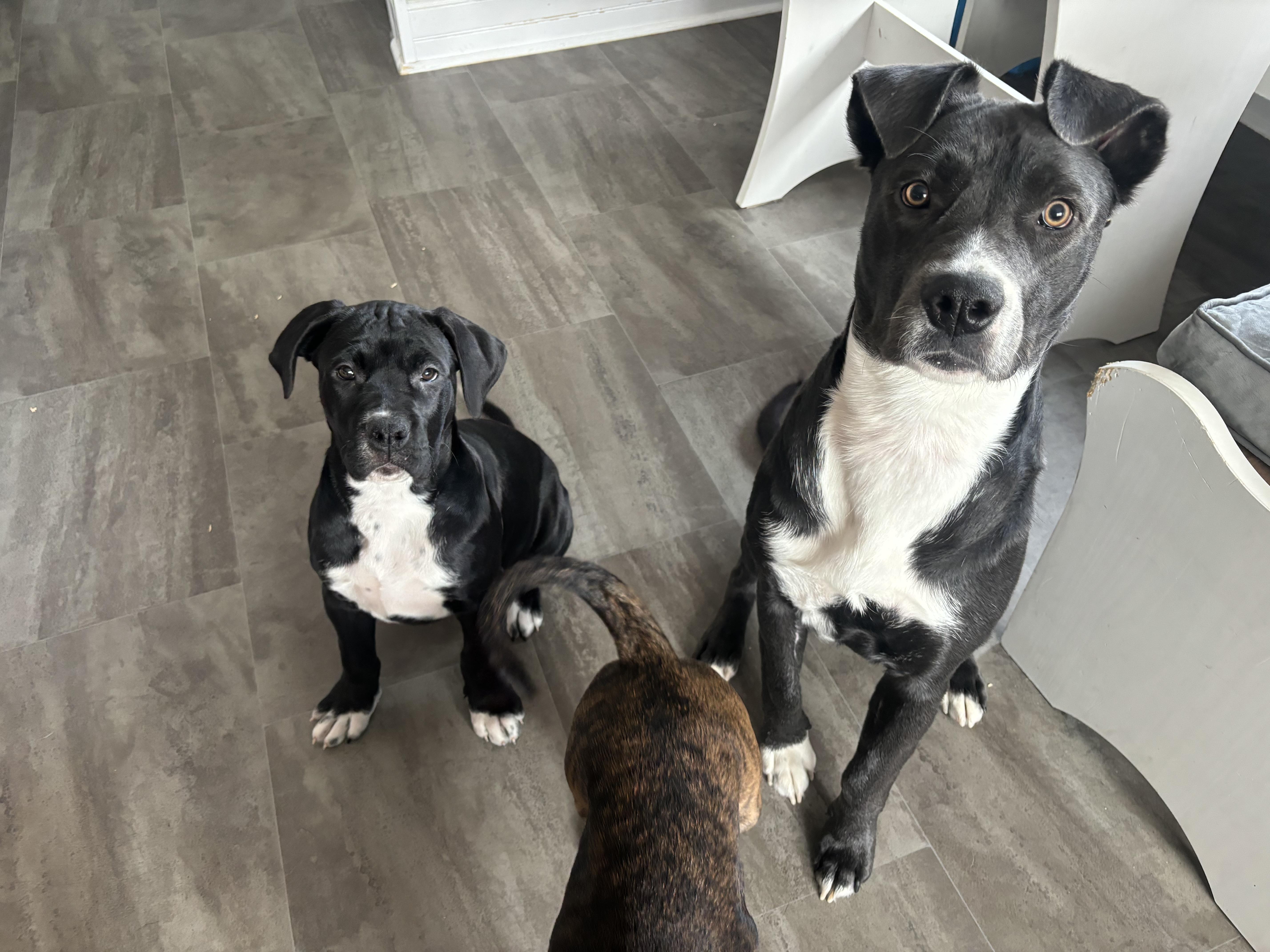 Enlarge Rosie, a ADOPTABLE mixed breed in Winnipeg, MB image 5/5