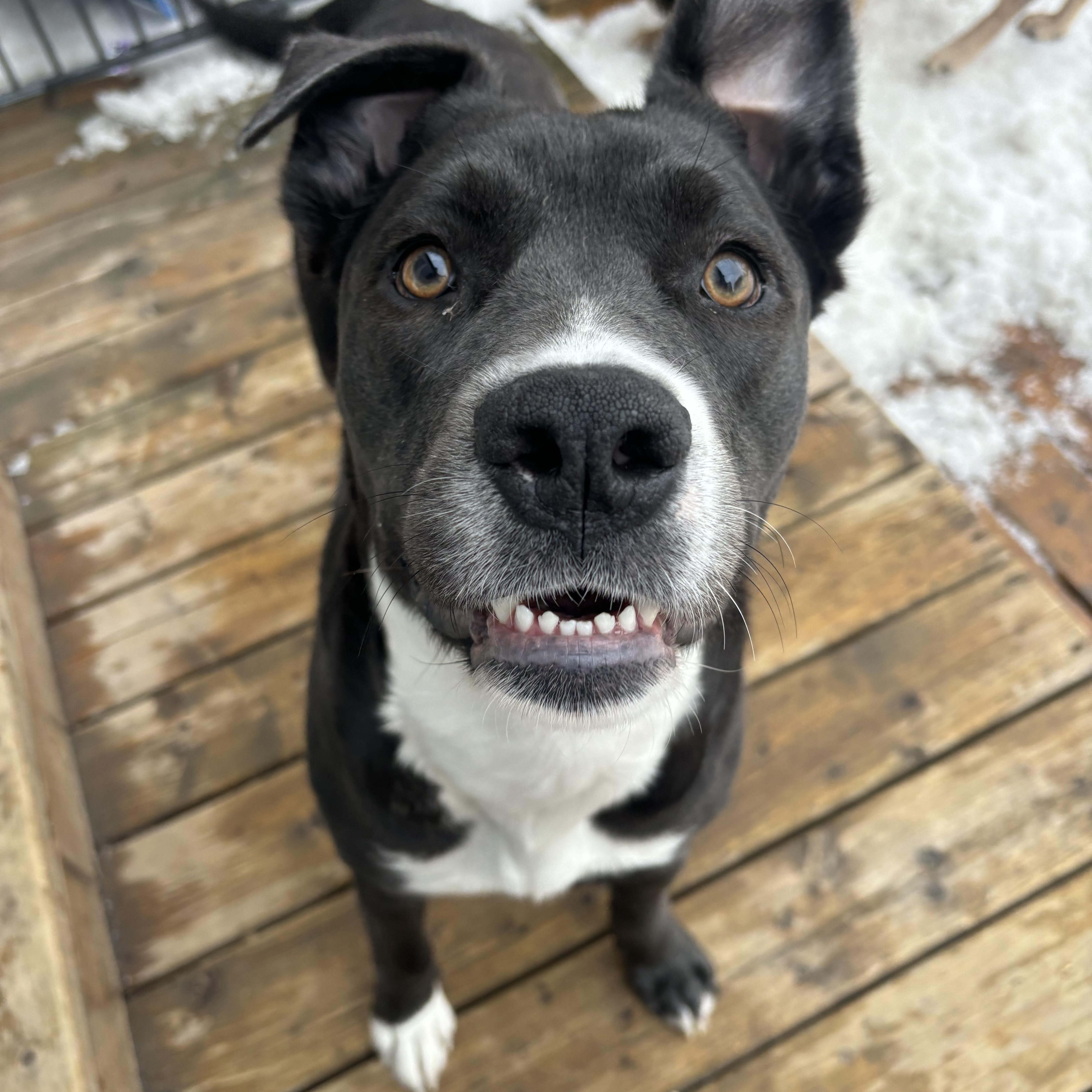 Enlarge Rosie, a ADOPTABLE mixed breed in Winnipeg, MB image 1/4