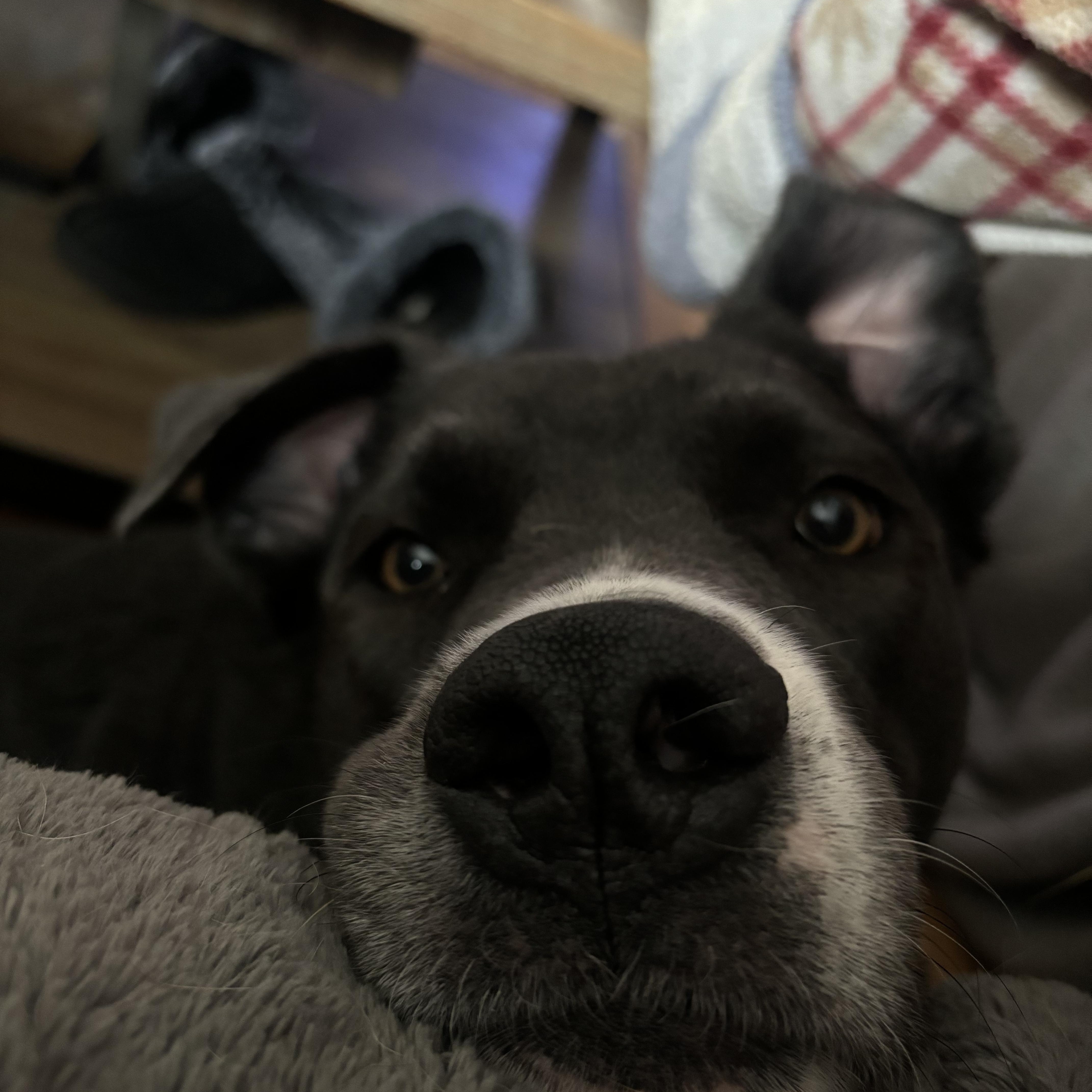 Enlarge Rosie, a ADOPTABLE mixed breed in Winnipeg, MB image 4/4