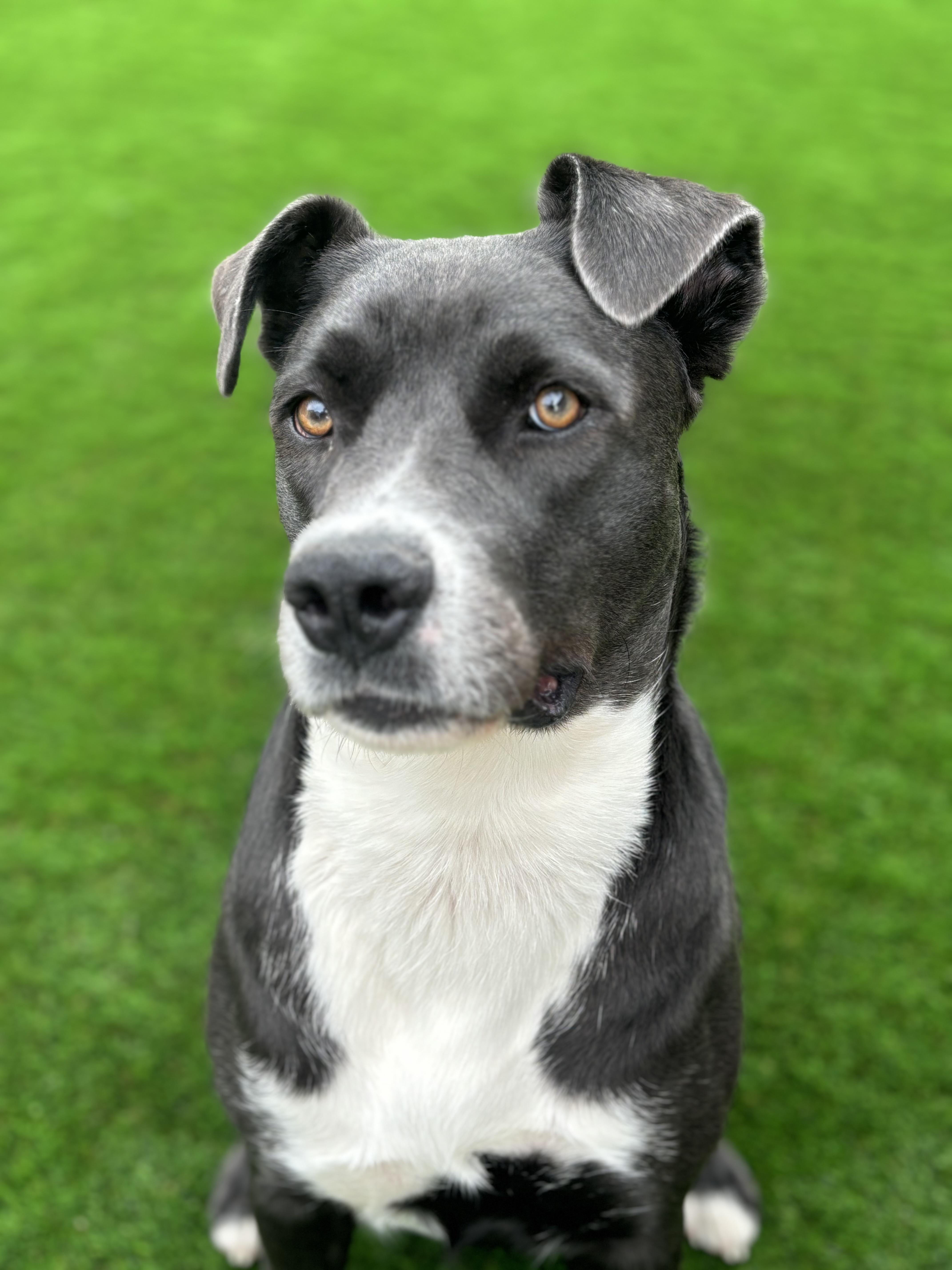 Enlarge Rosie, a ADOPTABLE mixed breed in Winnipeg, MB image 2/5
