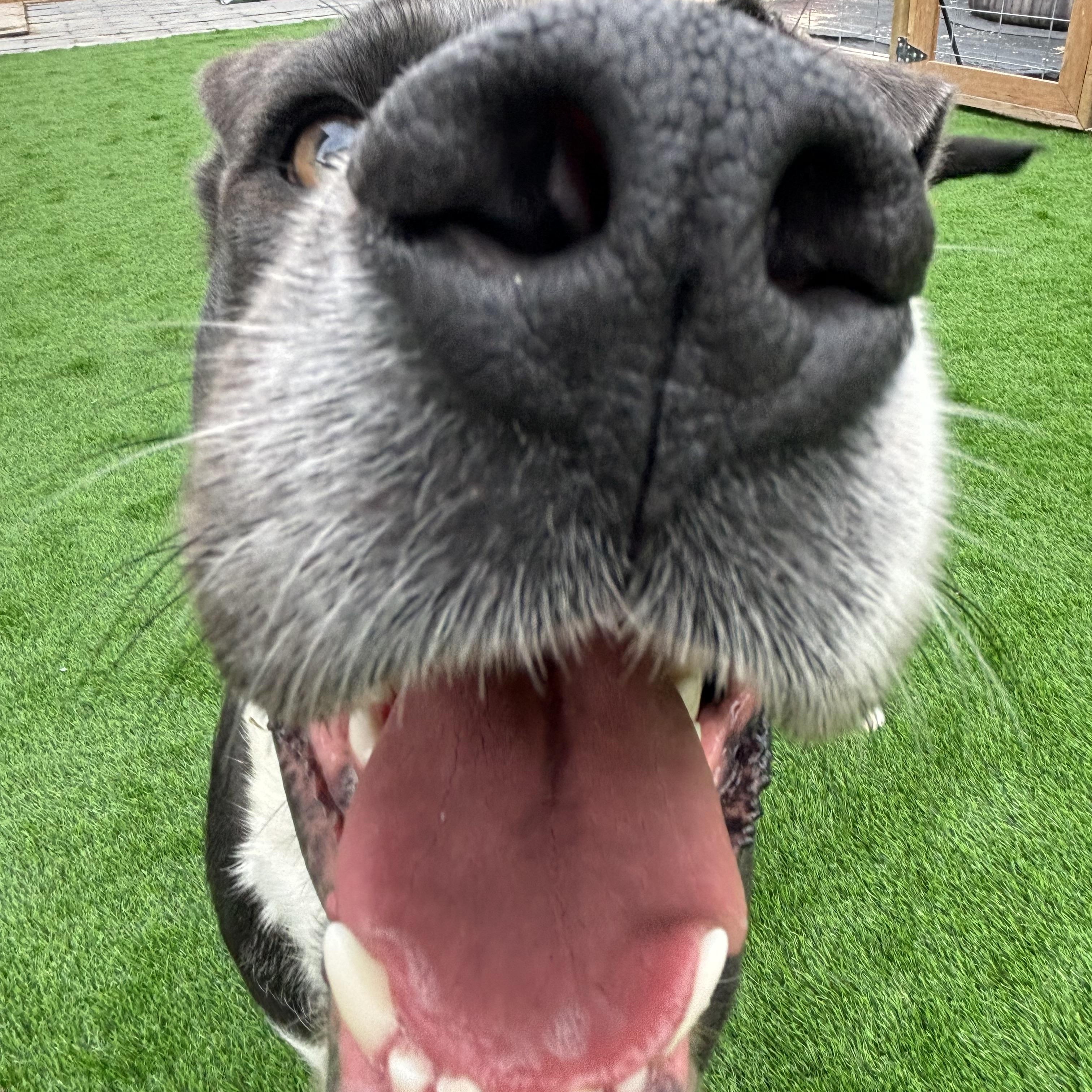 Enlarge Rosie, a ADOPTABLE mixed breed in Winnipeg, MB image 4/5