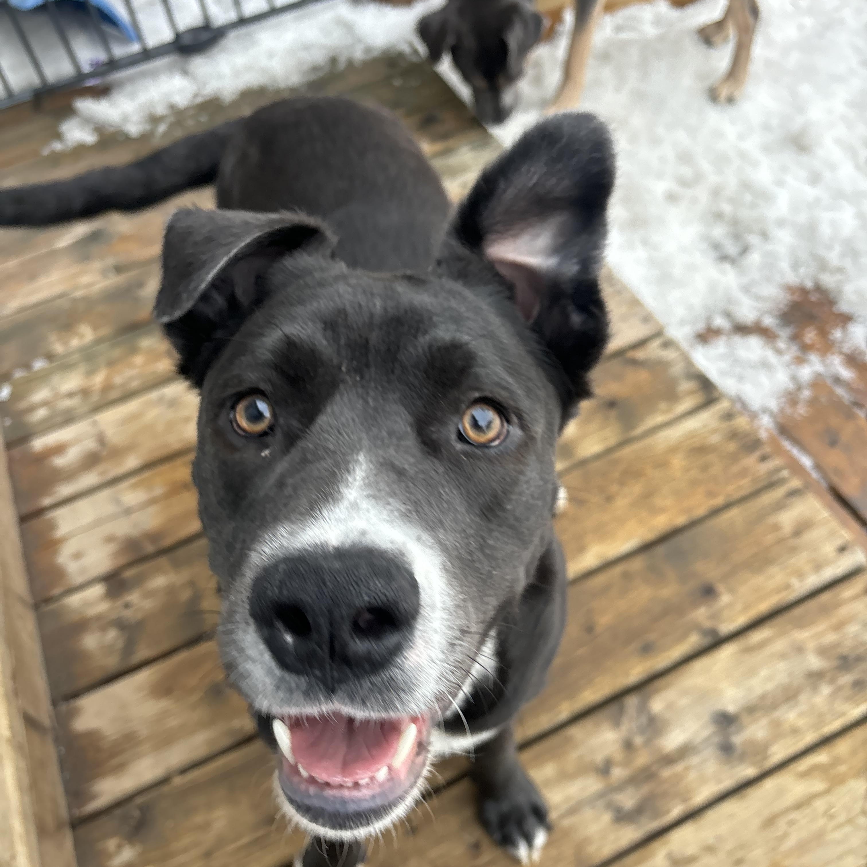 Enlarge Rosie, a ADOPTABLE mixed breed in Winnipeg, MB image 3/4