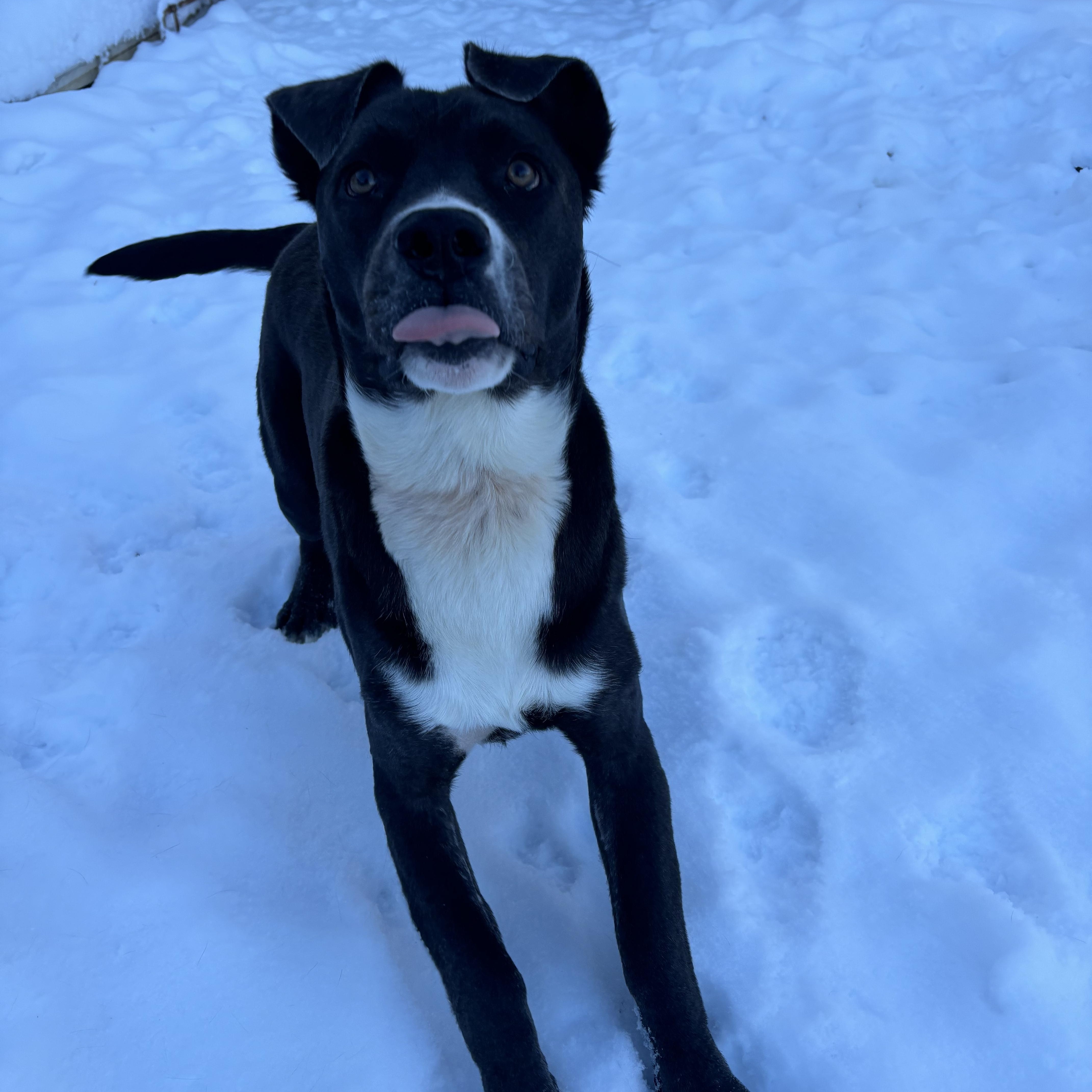 Enlarge Rosie, a ADOPTABLE mixed breed in Winnipeg, MB image 2/5