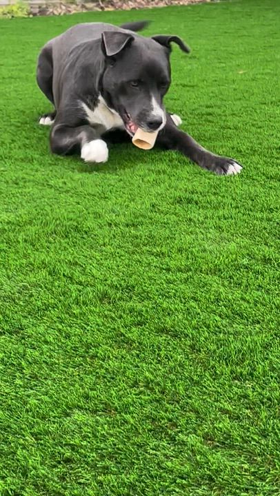 Enlarge Rosie, a ADOPTABLE mixed breed in Winnipeg, MB video 3/5
