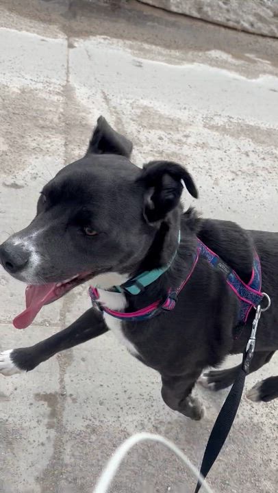 Enlarge Rosie, a ADOPTABLE mixed breed in Winnipeg, MB video 2/4