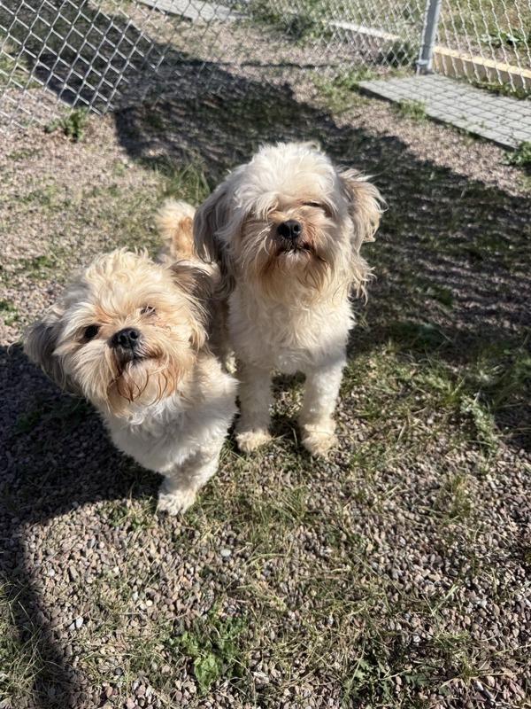 Po, Adoptable, Adult Male Mixed Breed & Shih Tzu.