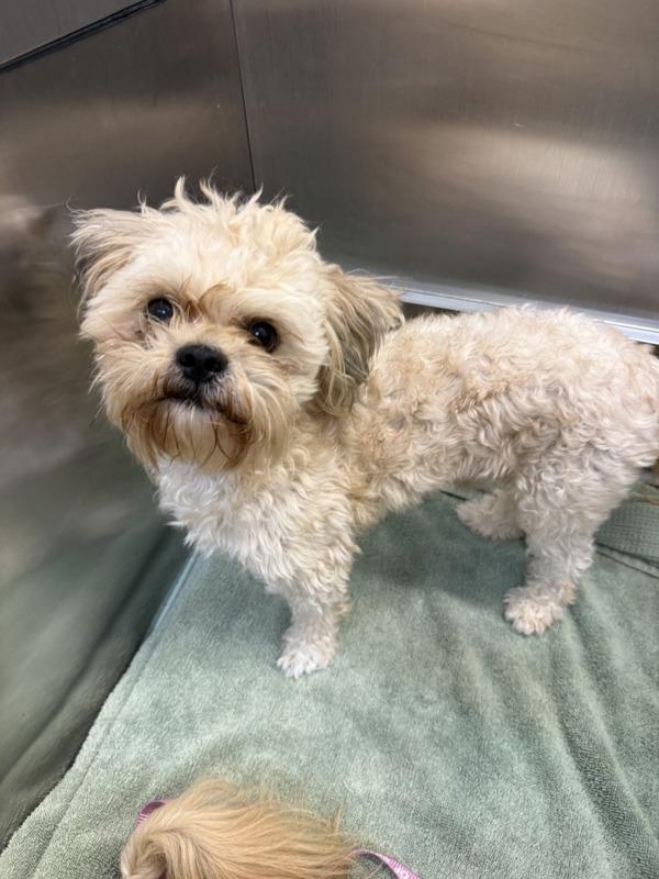 Enlarge Po, a Adoptable mixed breed in Great Falls, MT image 2/3