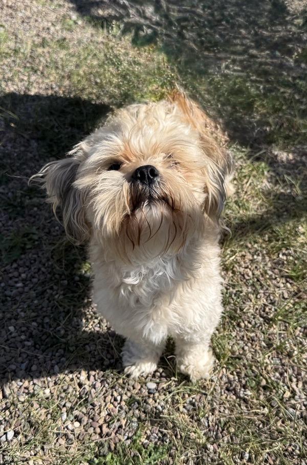 Enlarge Po, a Adoptable mixed breed in Great Falls, MT image 3/3