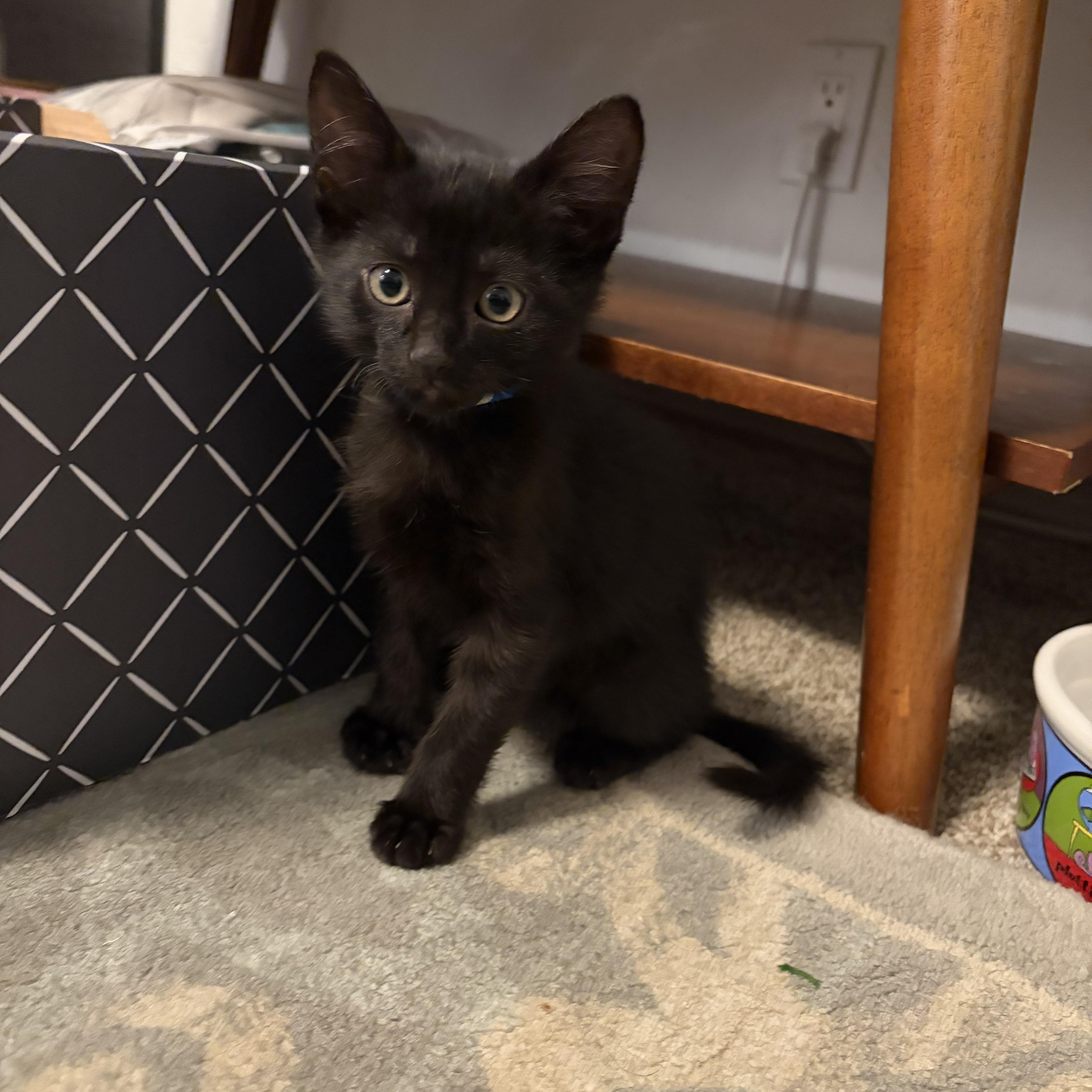 Graham, ADOPTABLE, Kitten Male Domestic Short Hair.