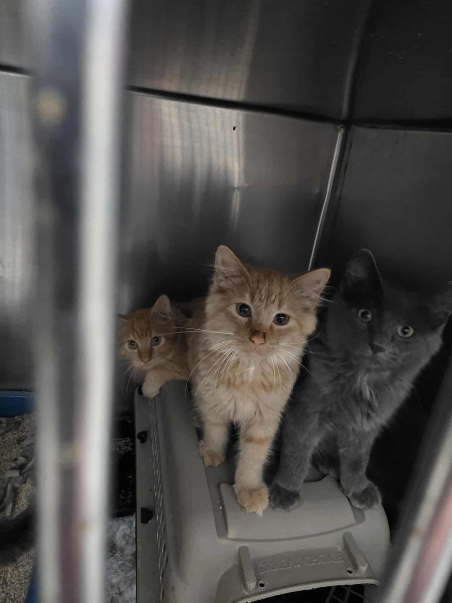 Odin-Brother and friend to Loki, Adopted, Young Male Domestic Long Hair.