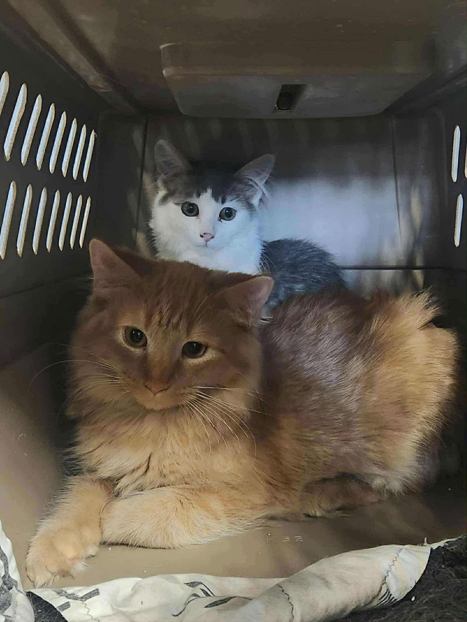 Enlarge Odin-Brother and friend to Loki, a Adopted Domestic Long Hair in Detroit Lakes, MN image 3/3