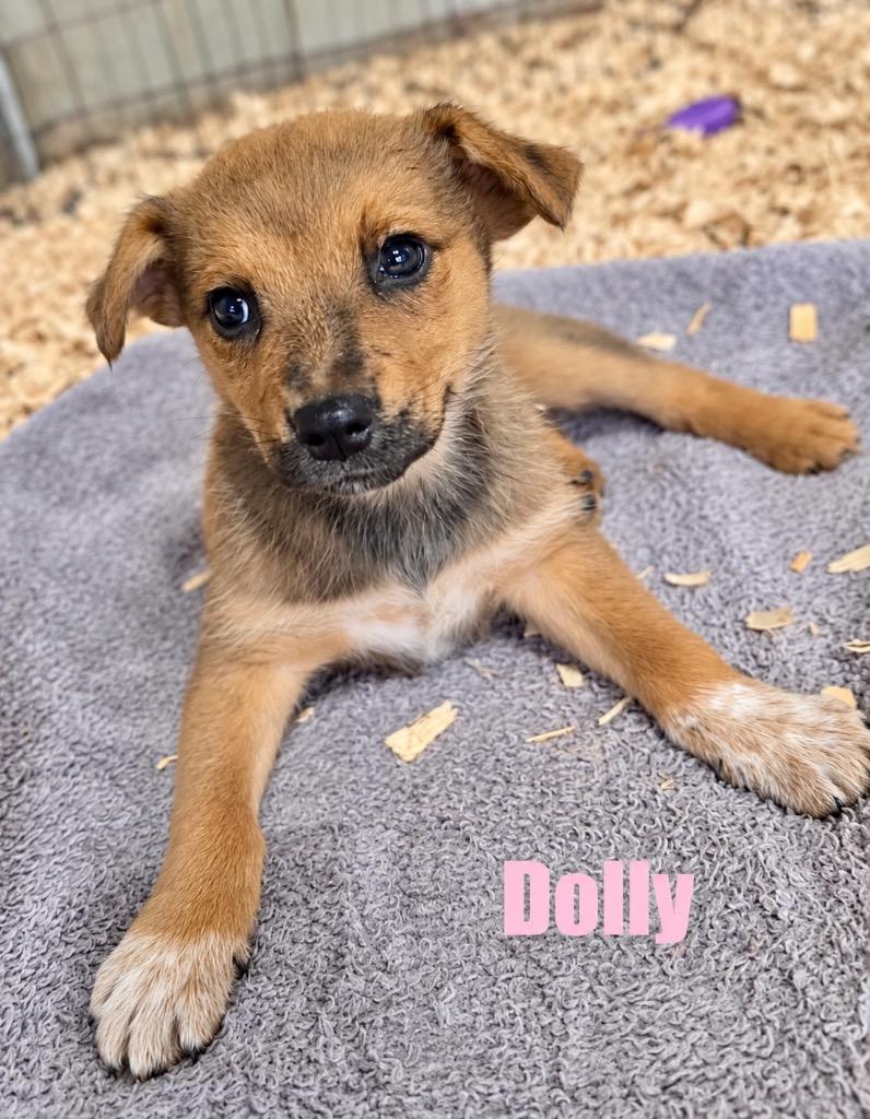 Dolly, Adoptable, Puppy Female Carolina Dog & Cattle Dog.