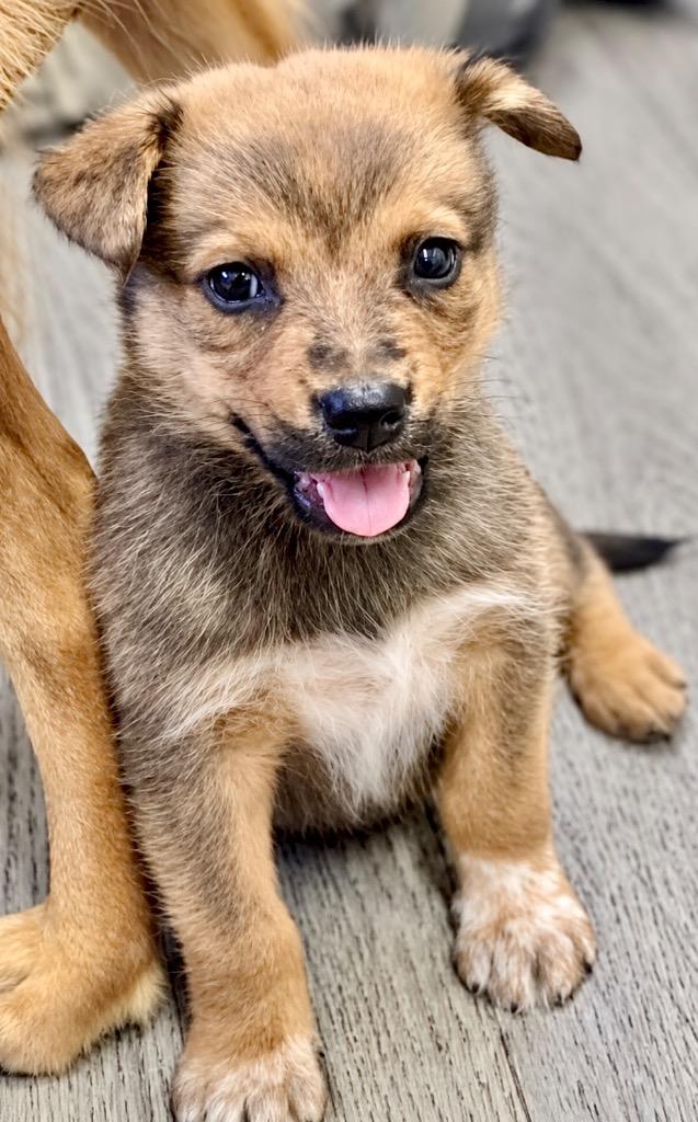 Enlarge Dolly, a Adoptable mixed breed in Princeton, MA image 2/3