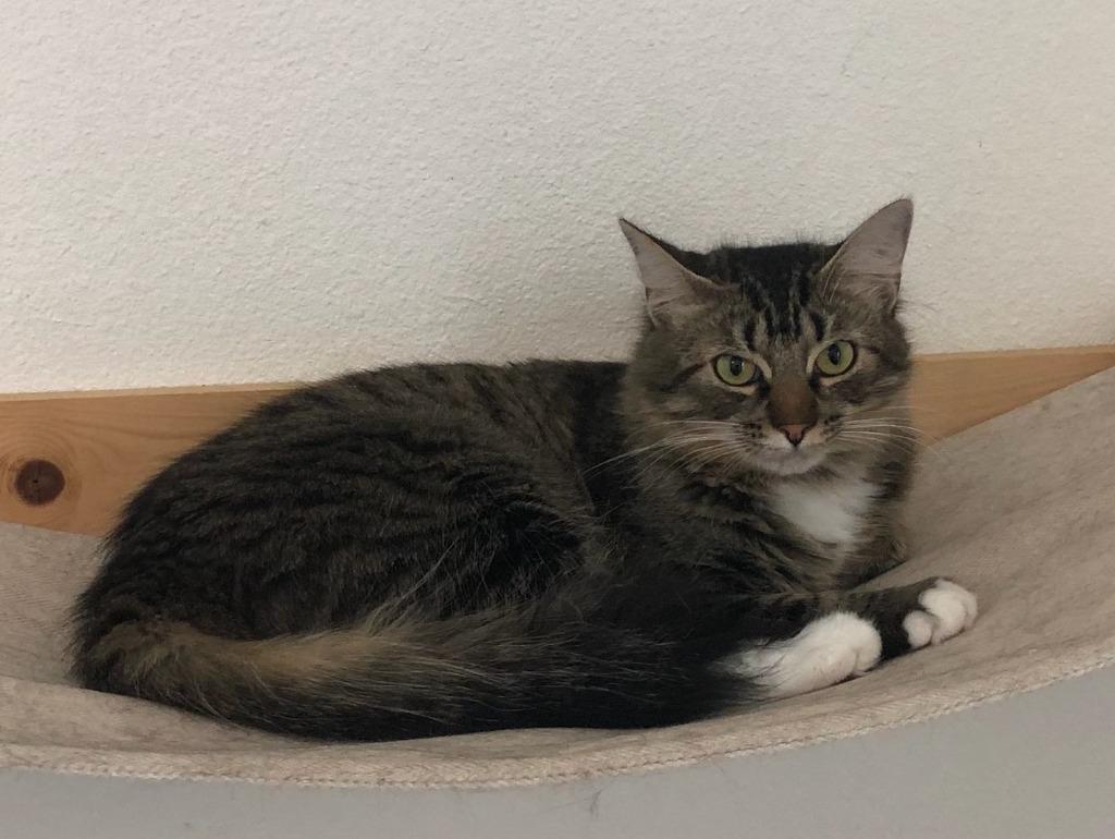 Enlarge Lady, a Adoptable mixed breed in Richland Hills, TX image 1/1