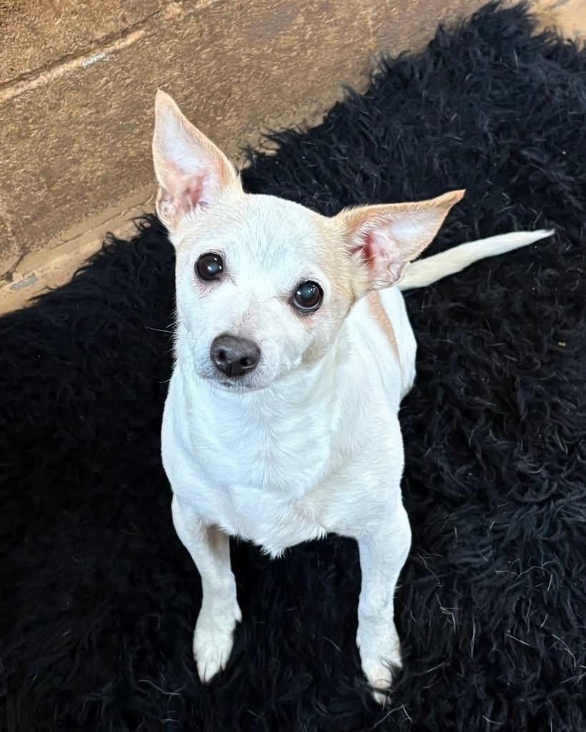 Miley, adopted, Adult Female Chihuahua.