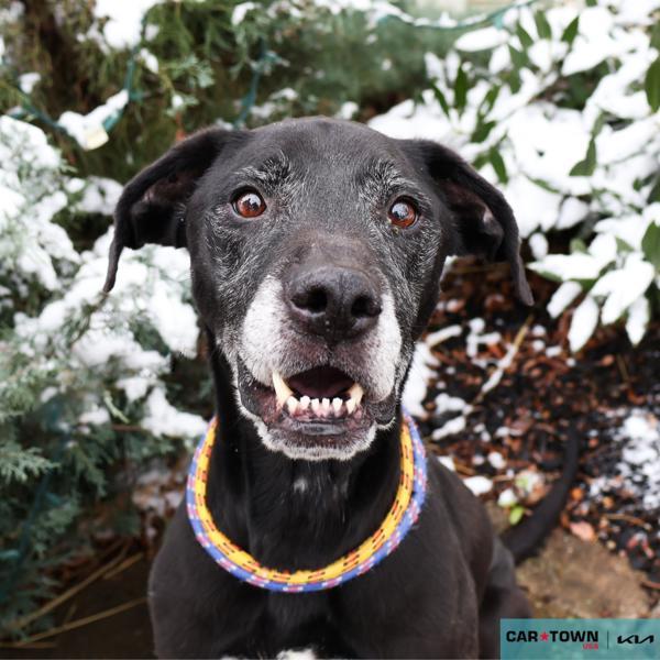 Max, Adoptable, Senior Male Labrador Retriever.