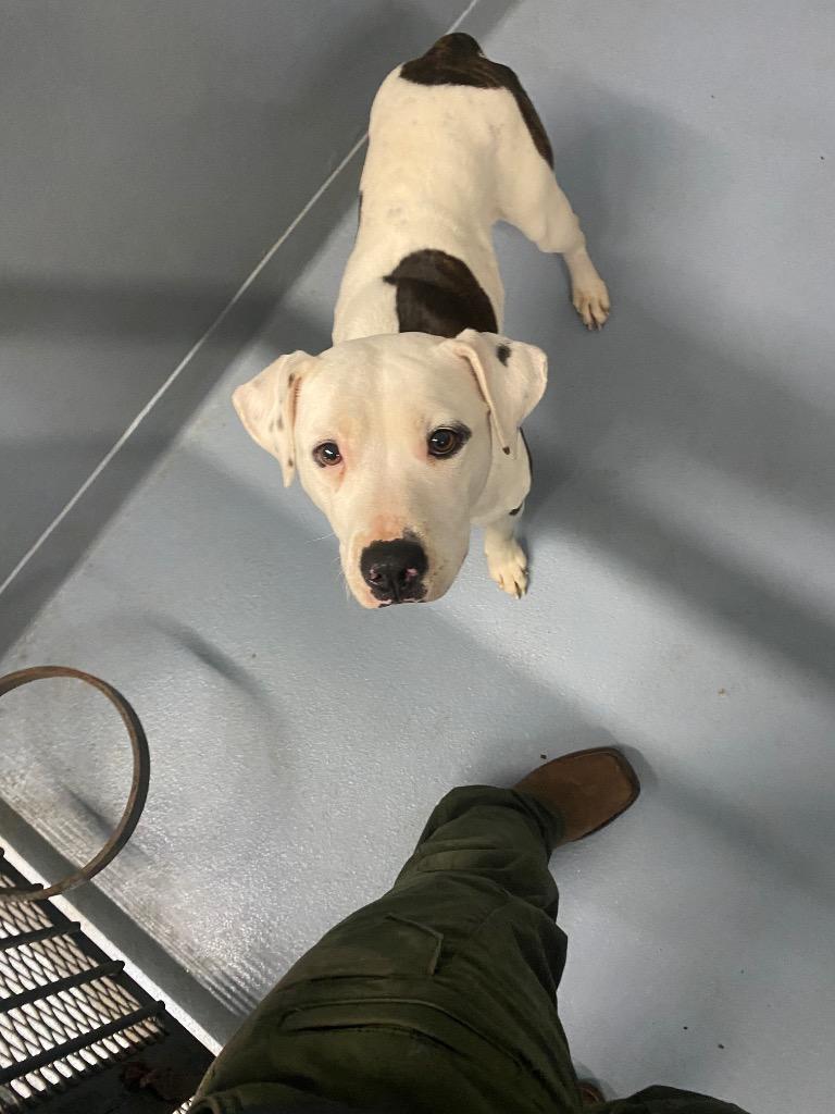 Enlarge Cora, a Adoptable Pit Bull Terrier in Cartersville , GA image 1/1