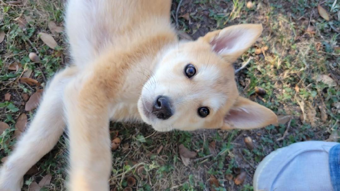 Nugget, Adoptable, Puppy Female Husky & Shiba Inu.