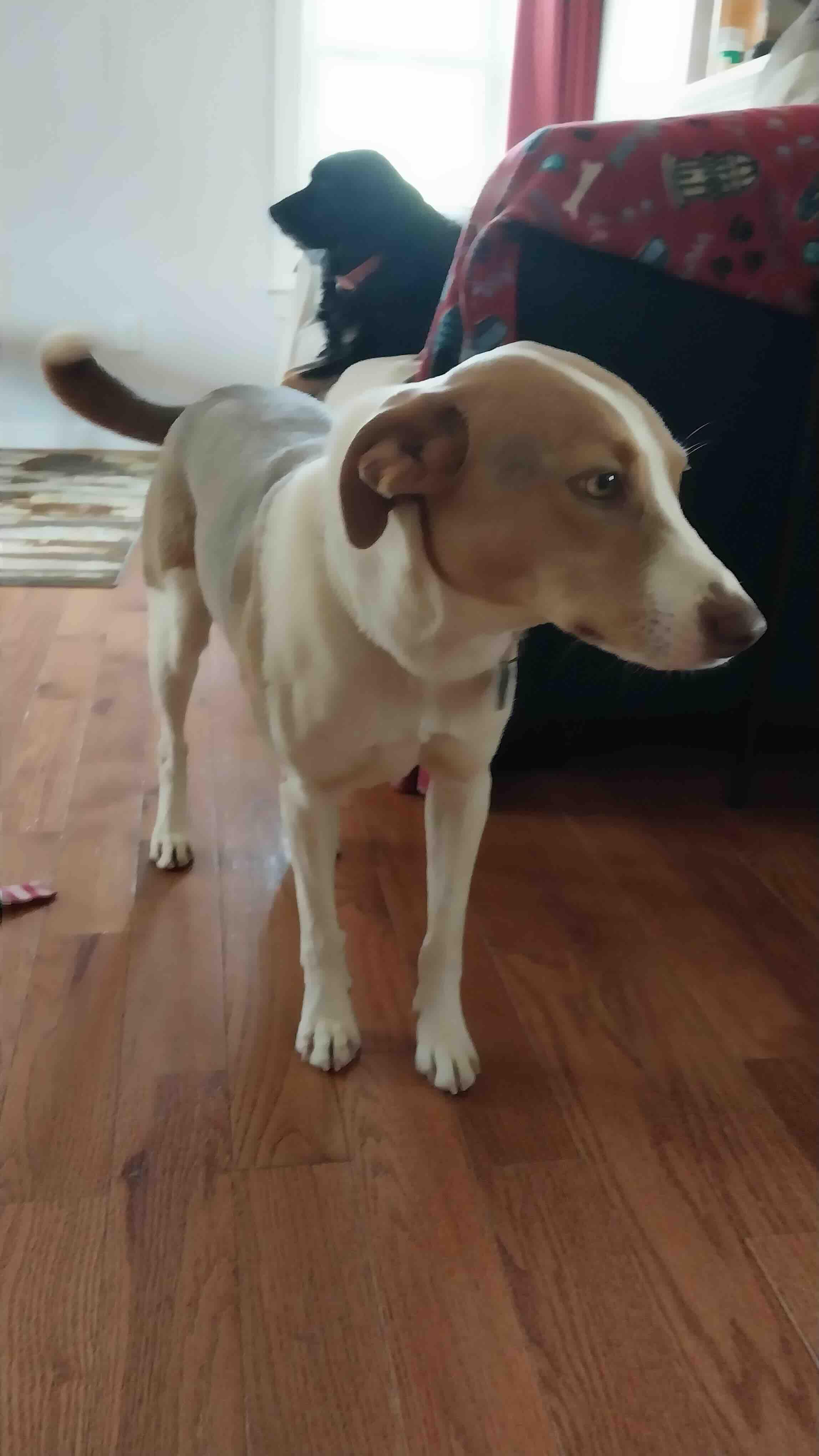 Nina, a Adoptable mixed breed in Gum Spring, VA image 3/4