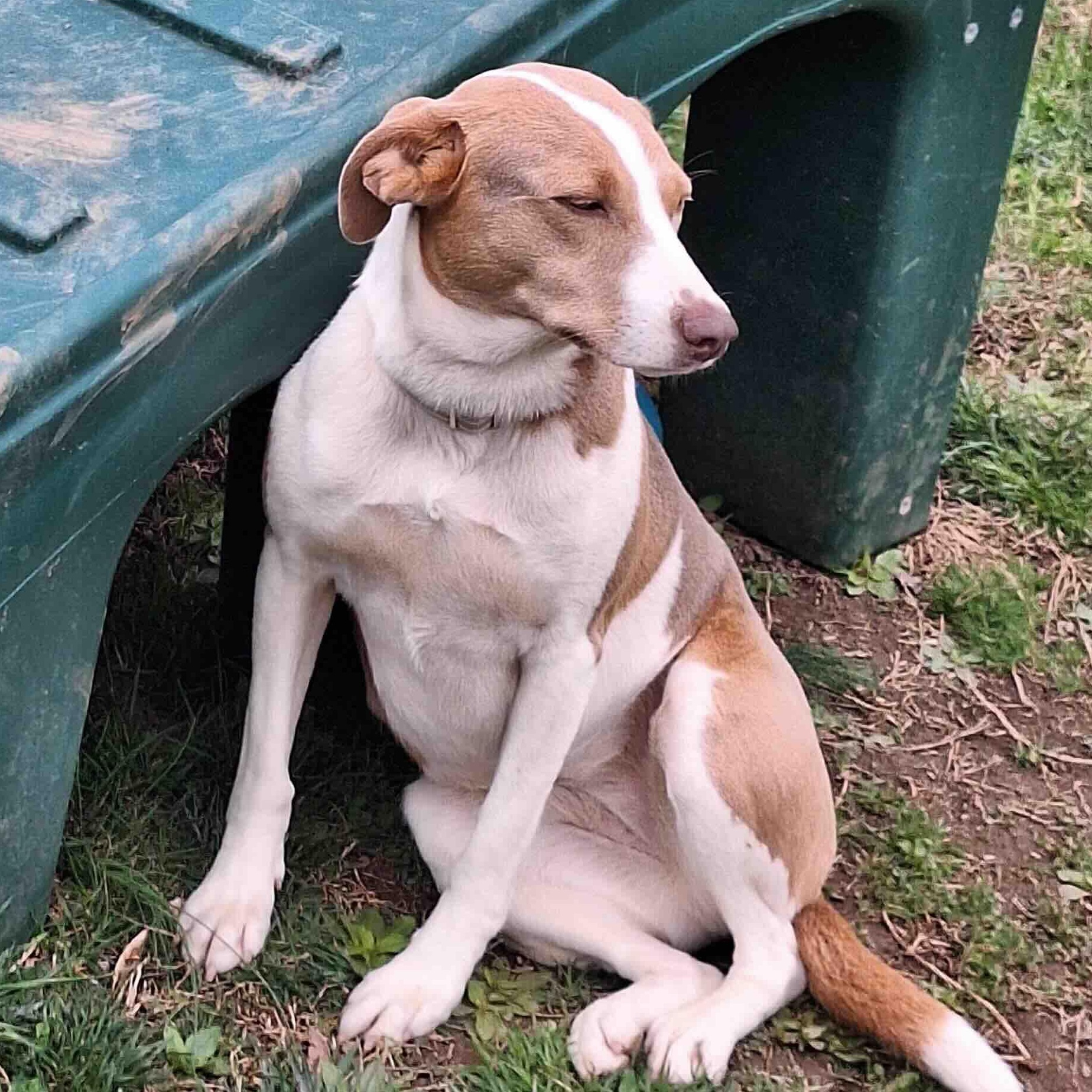 Nina, a Adoptable mixed breed in Gum Spring, VA image 2/4
