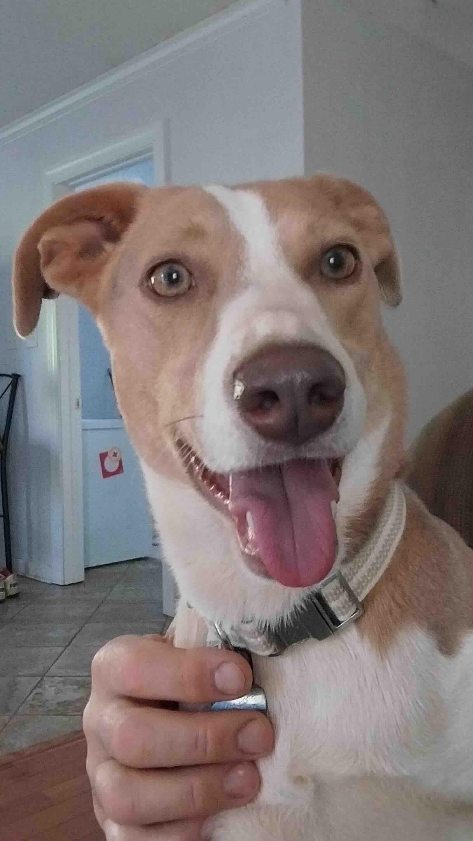 Nina, Adoptable, Young Female Beagle & Australian Shepherd.