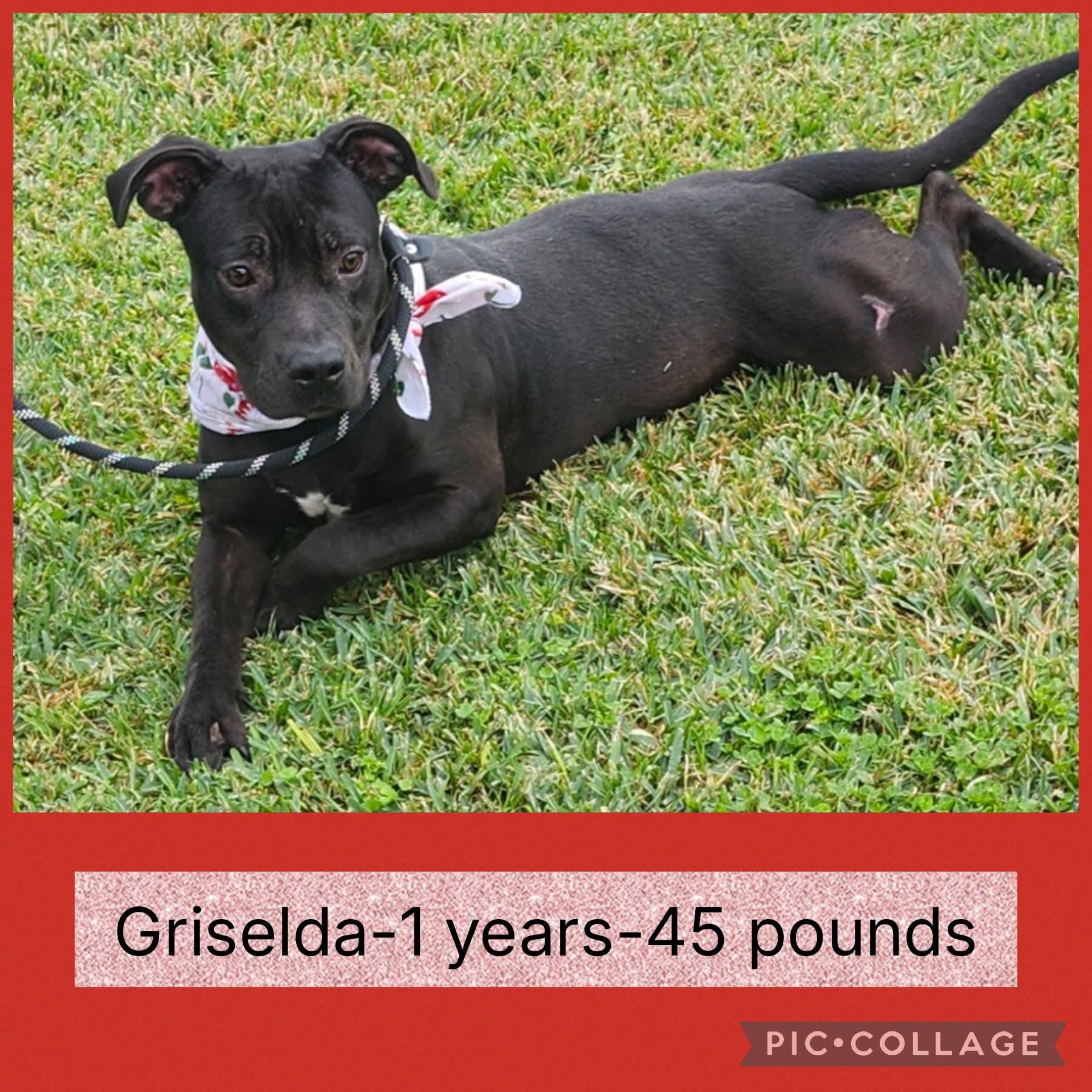 Enlarge Griselda, a ADOPTABLE mixed breed in New Iberia, LA image 1/1