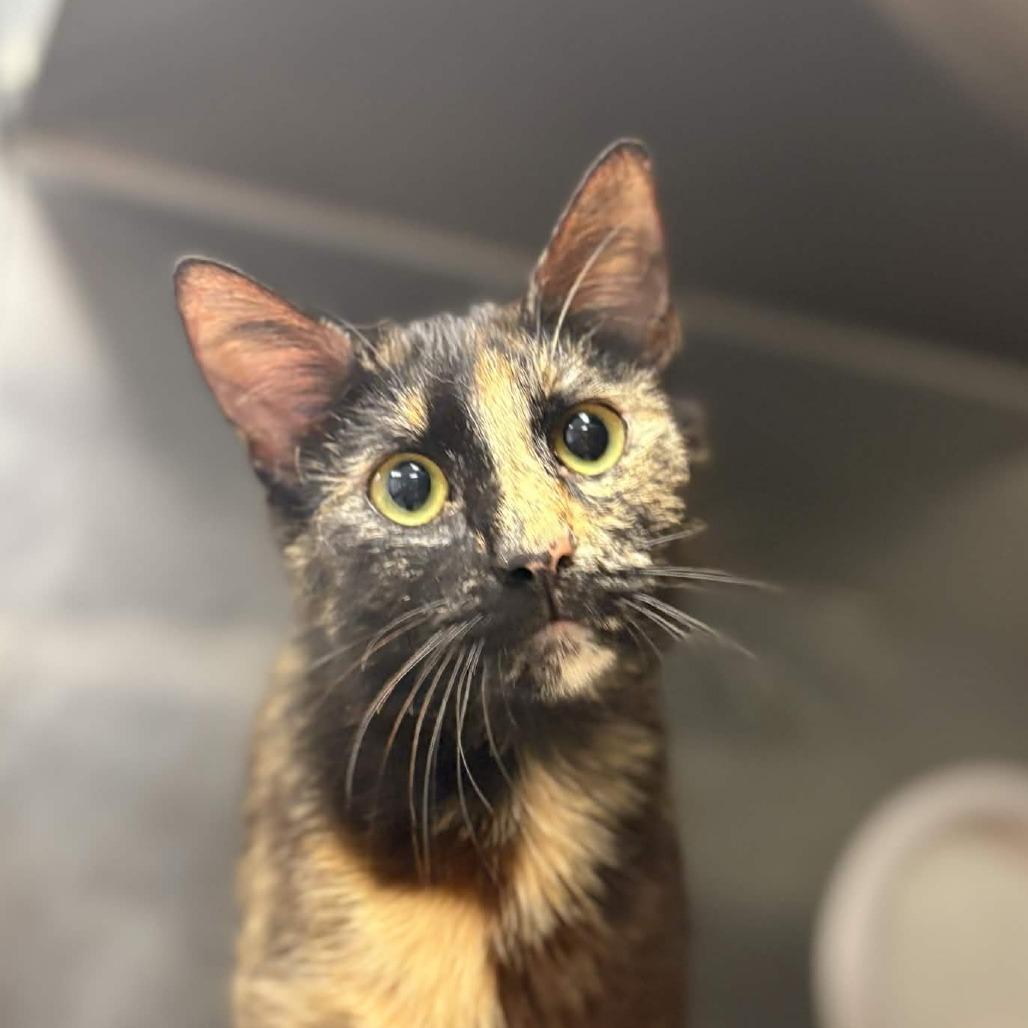 Minnie, Adoptable, Young Female Domestic Short Hair.