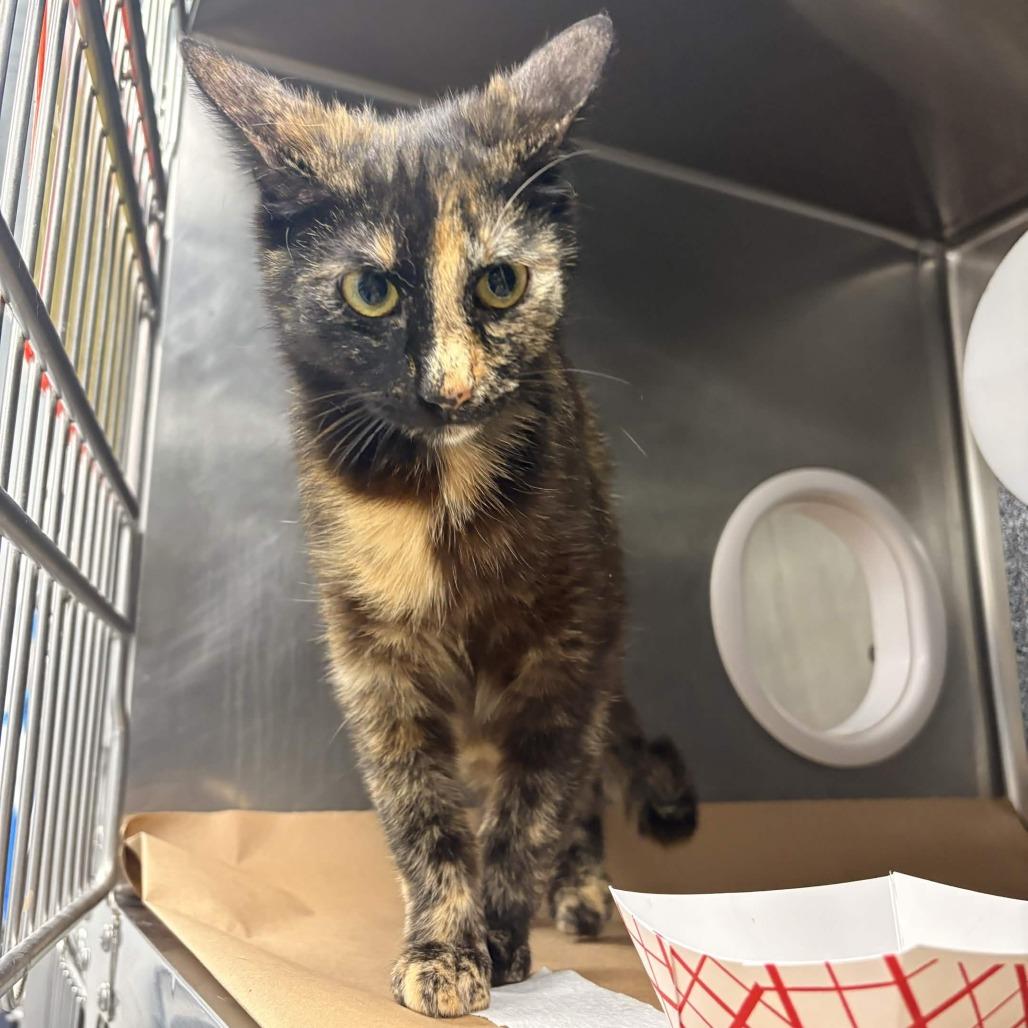 Enlarge Minnie, a Adoptable Domestic Short Hair in Greenville, SC image 2/5