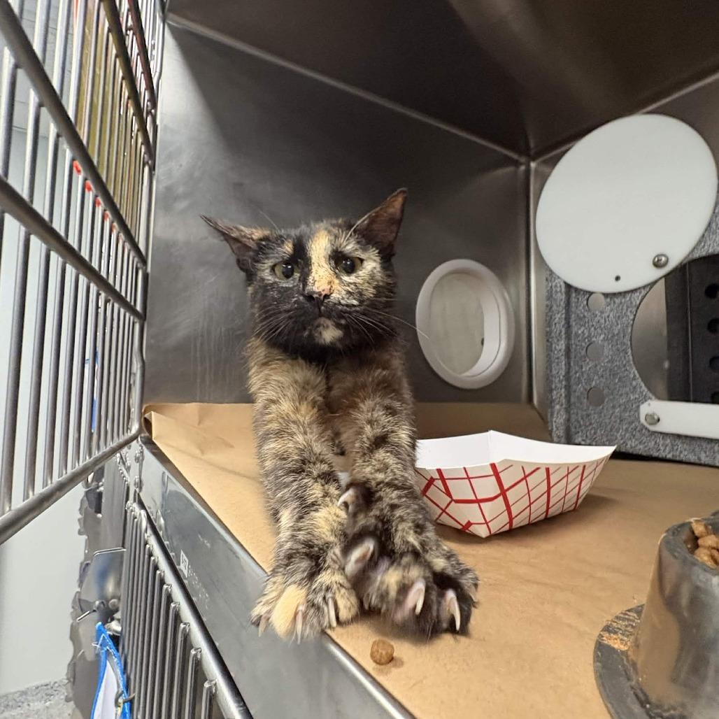 Enlarge Minnie, a Adoptable Domestic Short Hair in Greenville, SC image 3/5