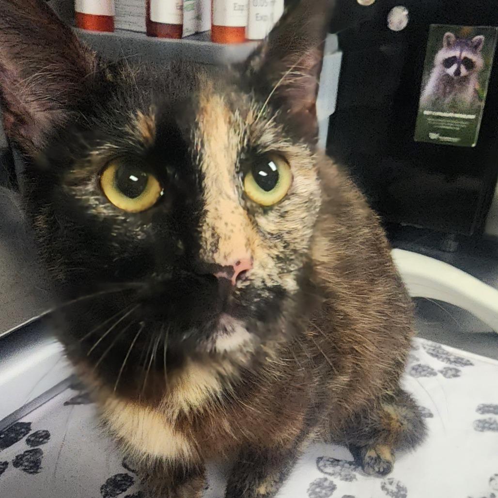 Enlarge Minnie, a Adoptable Domestic Short Hair in Greenville, SC image 5/5